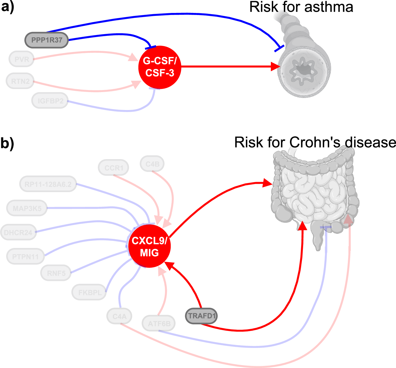 Fig. 9: Causal associations between genetic regulators for cytokines, circulating cytokine levels, and disease risk.