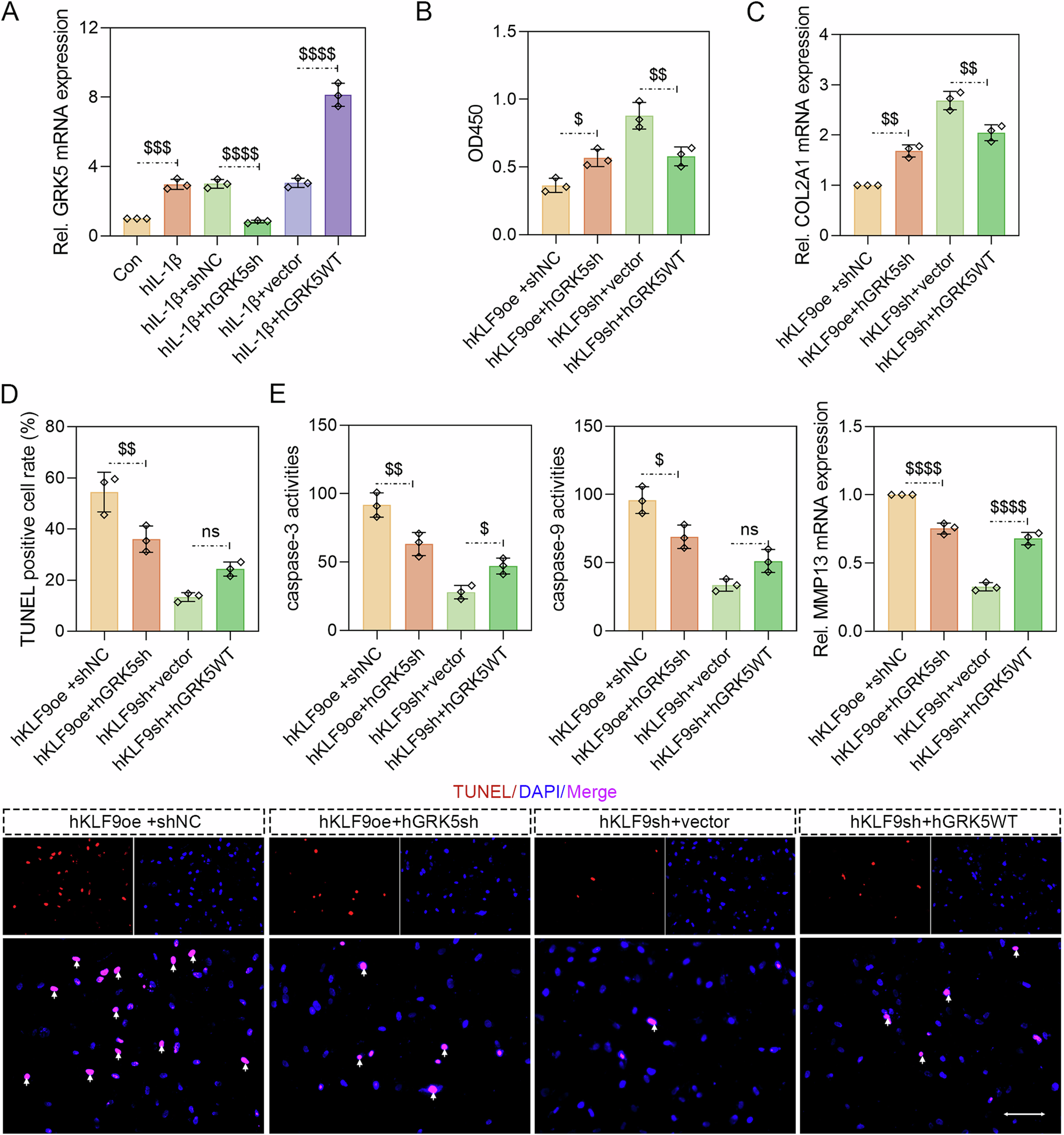 Fig. 7: GRK5 knockdown abolished the promoting effects of KLF9 overexpression on chondrocyte ECM degradation and apoptosis.
