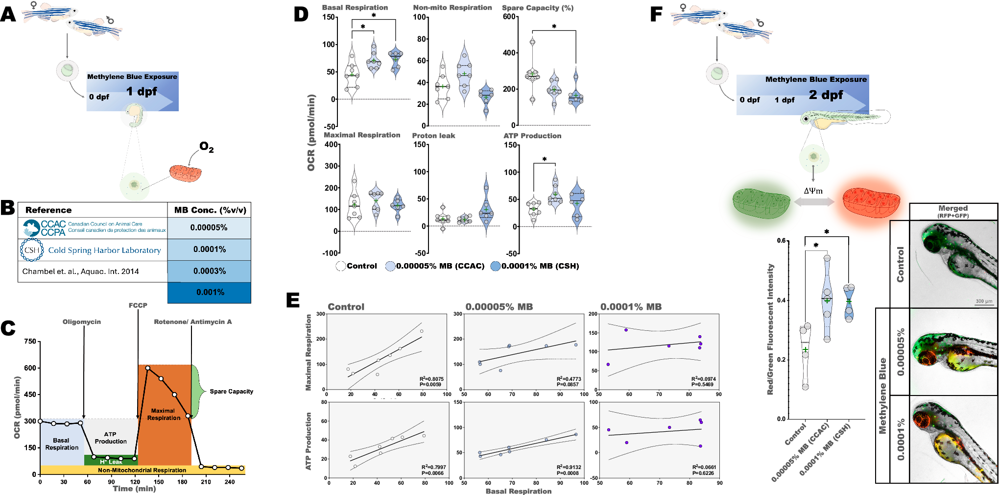 Fig. 1: Methylene blue increases basal OCR and mitochondria membrane potential (ΔΨm) in 1 and 2 dpf zebrafish embryos.
