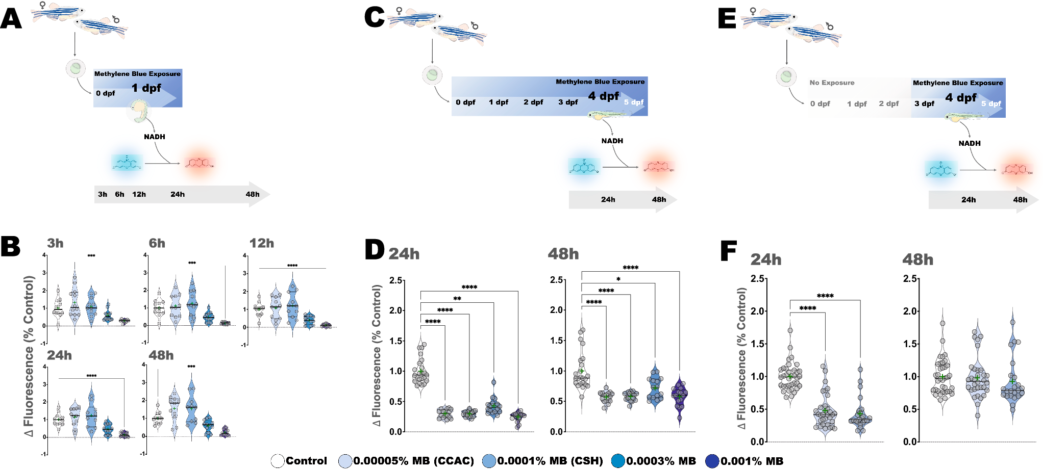 Fig. 2: Energy expenditure decreases after Methylene blue exposure in zebrafish larvae.