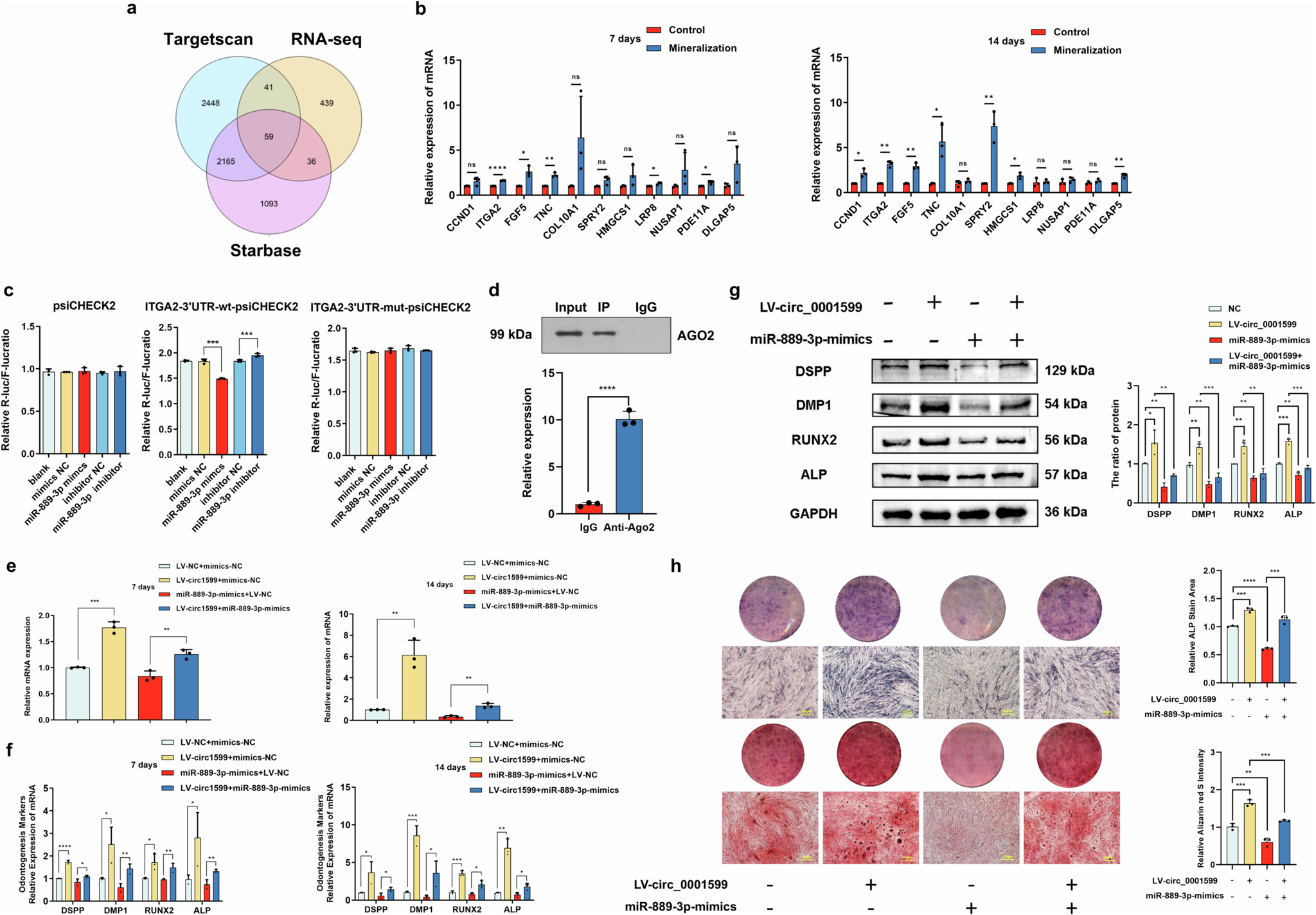 Fig. 5: hsa_circ_0001599 promotes hDPSC odontogenic differentiation through the hsa_circ_0001599/miR-889-3p/ITGA2 pathway.