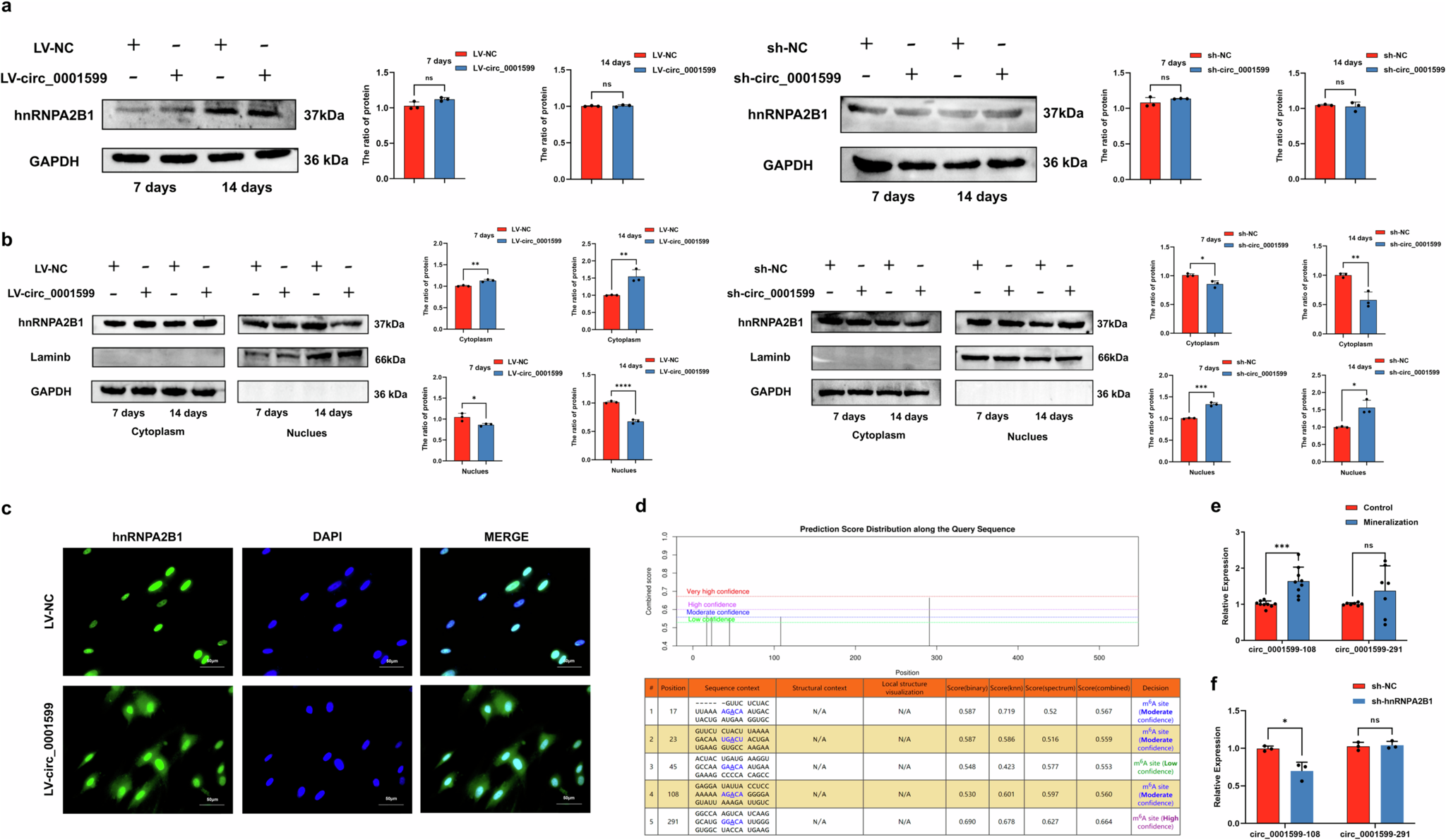 Fig. 7: hsa_circ_0001599 binds to hnRNPA2B1 and promotes its translocation from the nucleus to the cytoplasm.