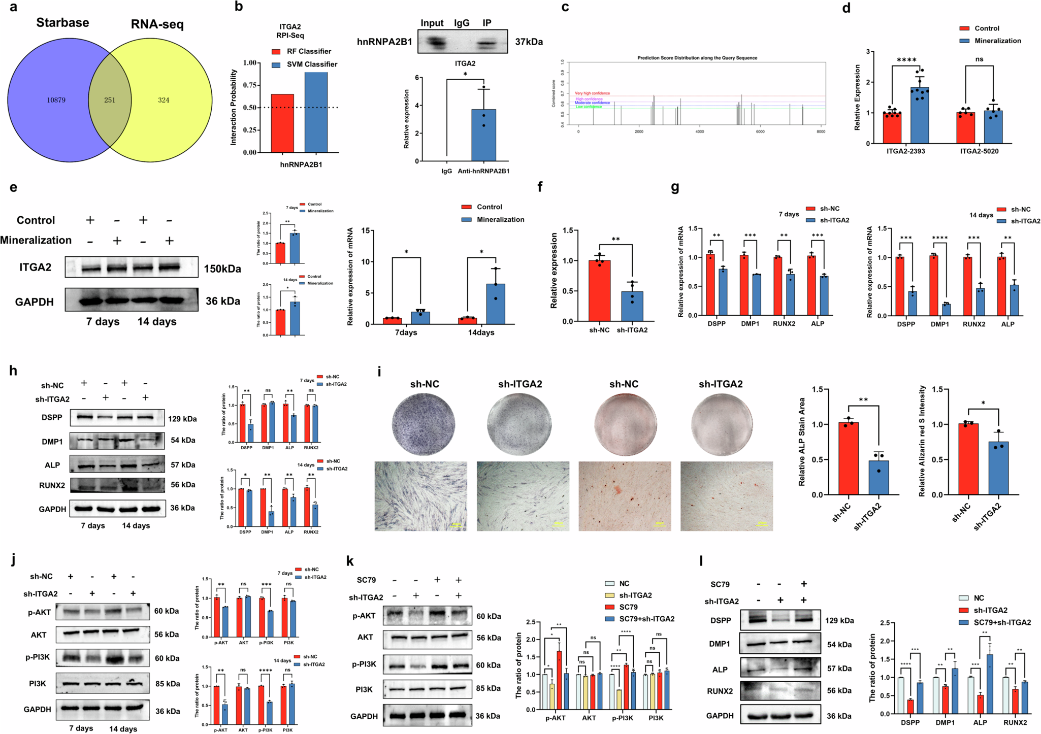 Fig. 8: hnRNPA2B1 binds to the target gene ITGA2.