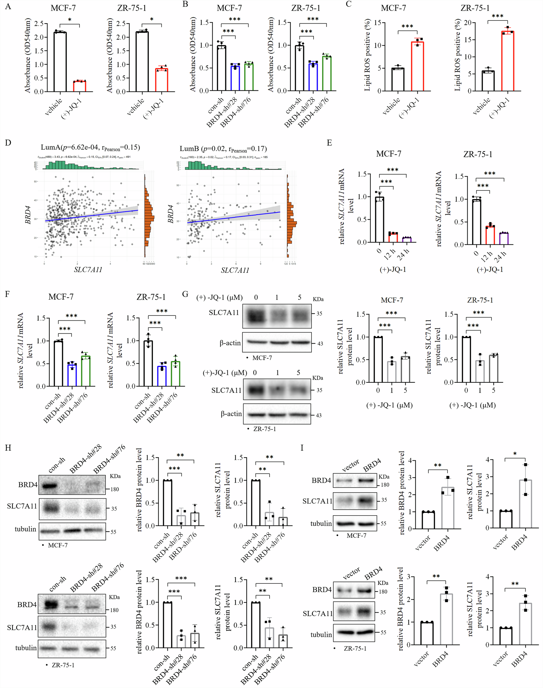 Fig. 5: BRD4 inhibits ferroptosis and regulates SLC7A11 expression in ER+ breast cancer cells.