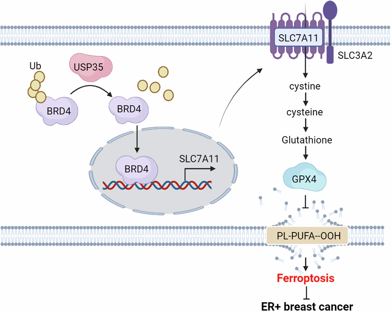 Fig. 8: A working model of USP35 regulating ferroptosis in ER+ breast cancer tumors.