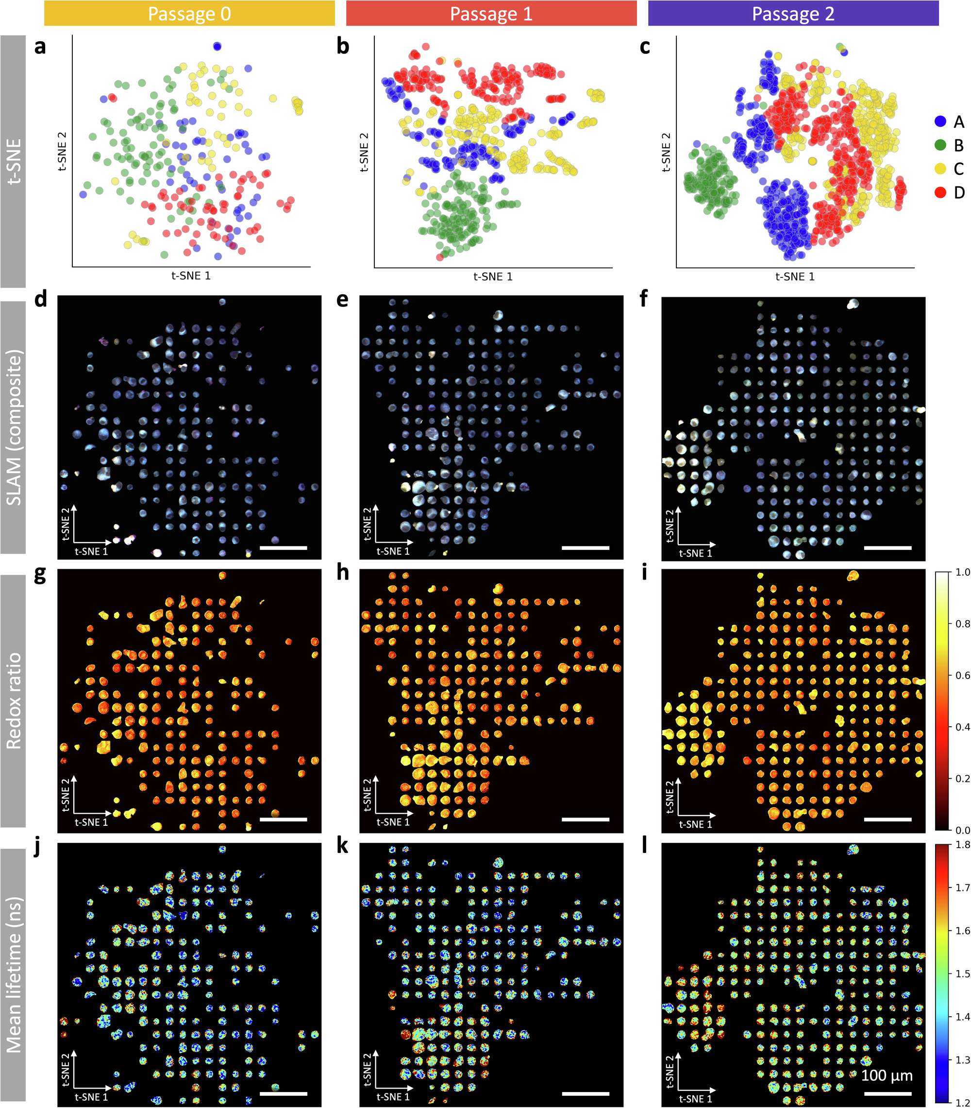 Fig. 3: t-SNE visualization of cell line distributions across passages.