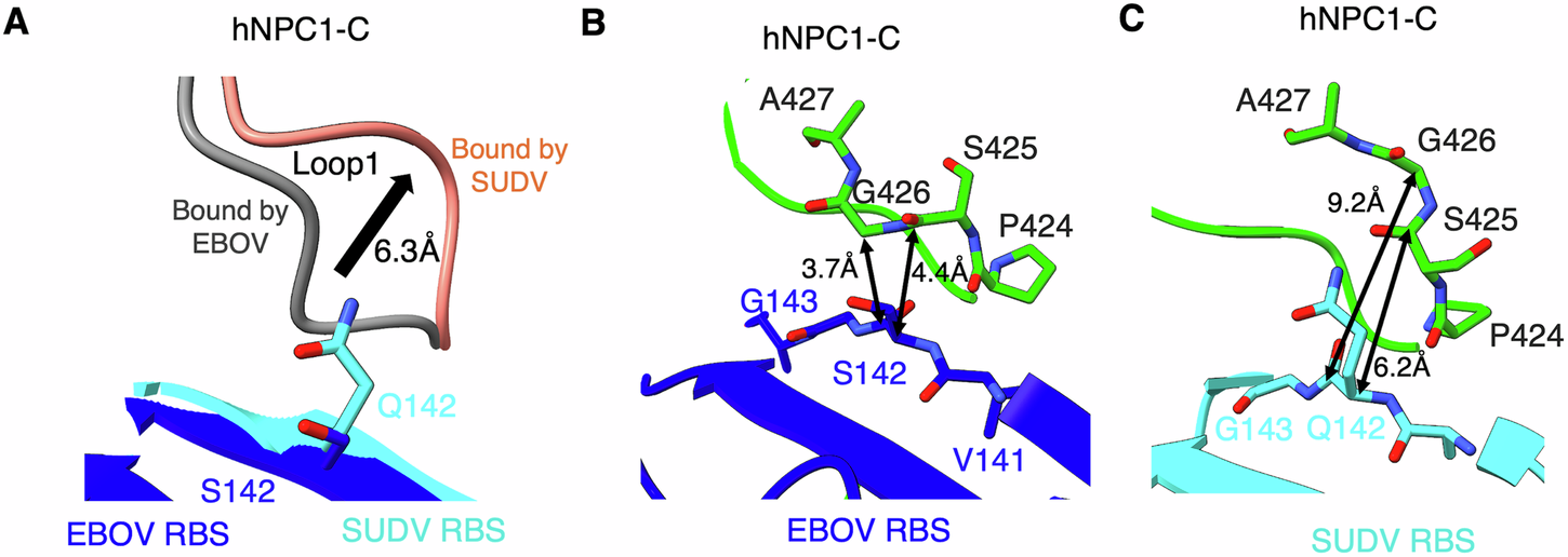 Fig. 3: Detailed structural interactions between the SUDV RBS and Loop 1 of hNPC1-C.