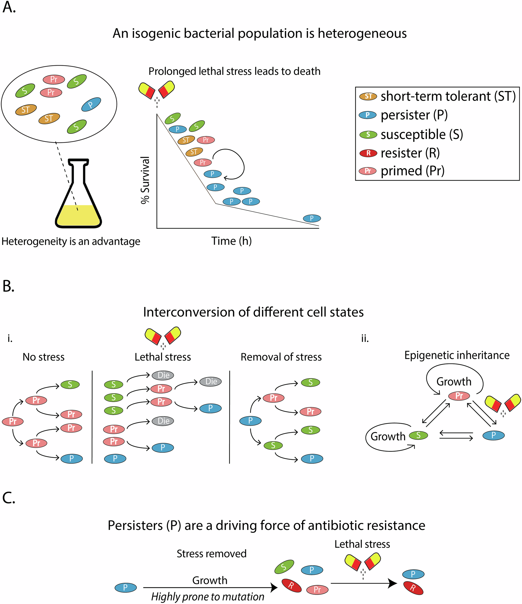 Priestia megaterium cells are primed for surviving lethal doses of  antibiotics and chemical stress | Communications Biology