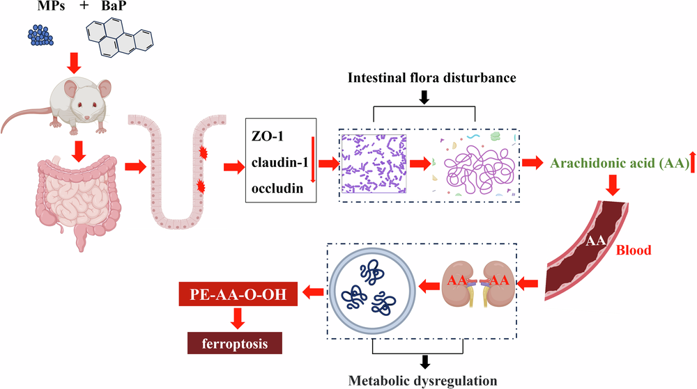can glutathione cause kidney damage Activation of gut metabolite ACSL4/LPCAT3 by microplastics in drinking water mediates ferroptosis via gut–kidney axis