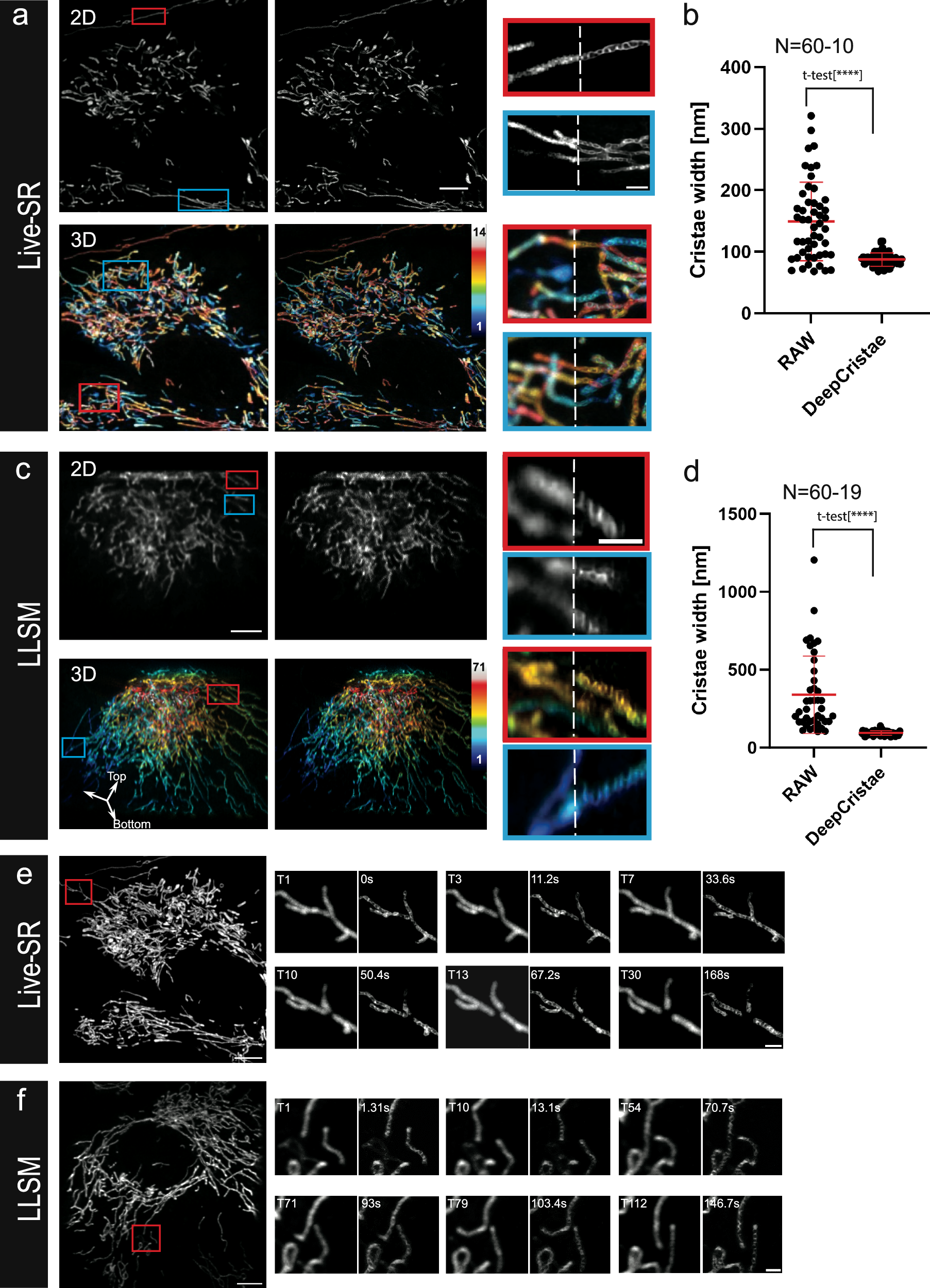 Fig. 7: DeepCristae restoration enhances cristae width resolution in 3D and 3D+live imaging.