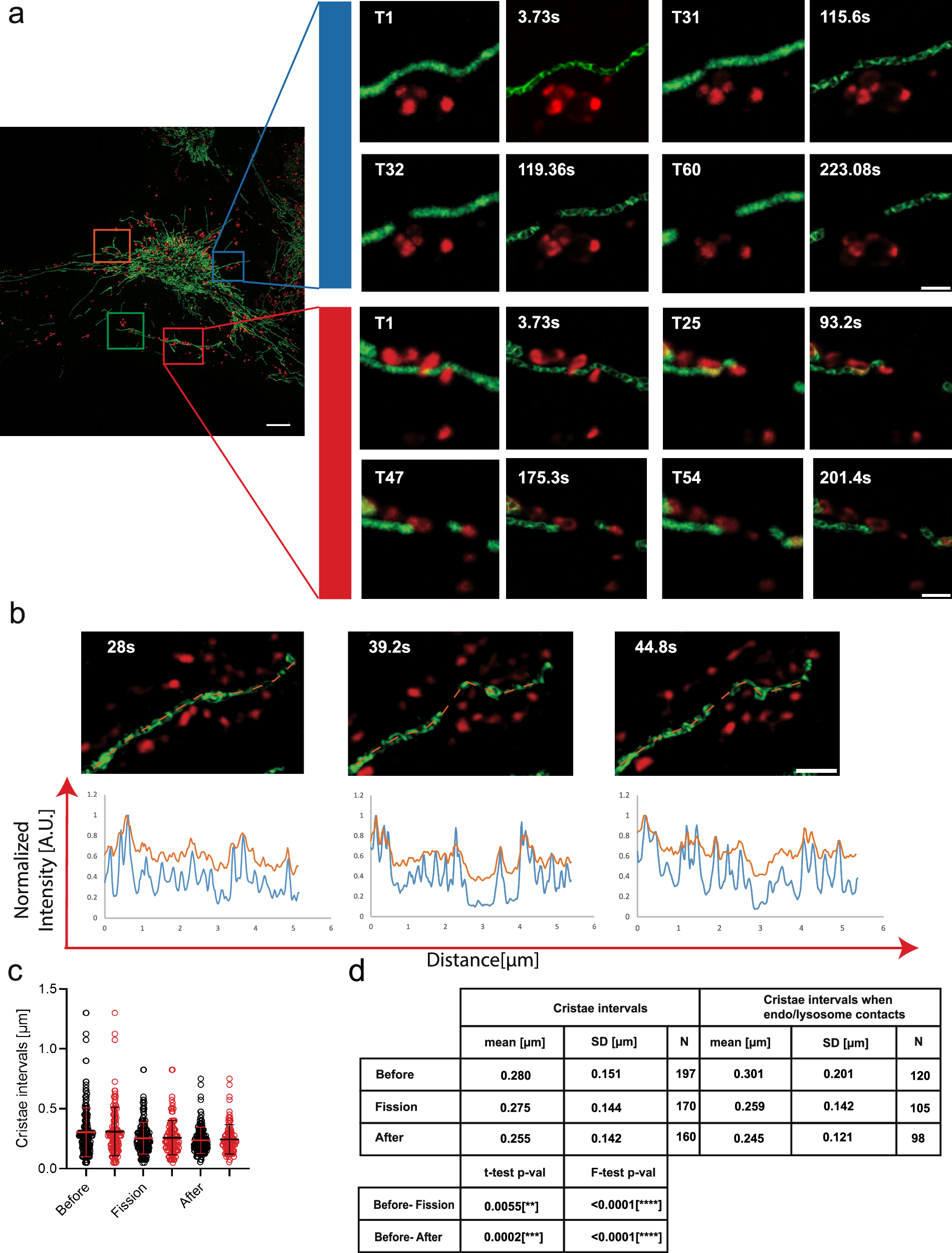Fig. 8: DeepCristae reveals 3D+time cristae morphology during endo/lysosome mitochondria interactions.