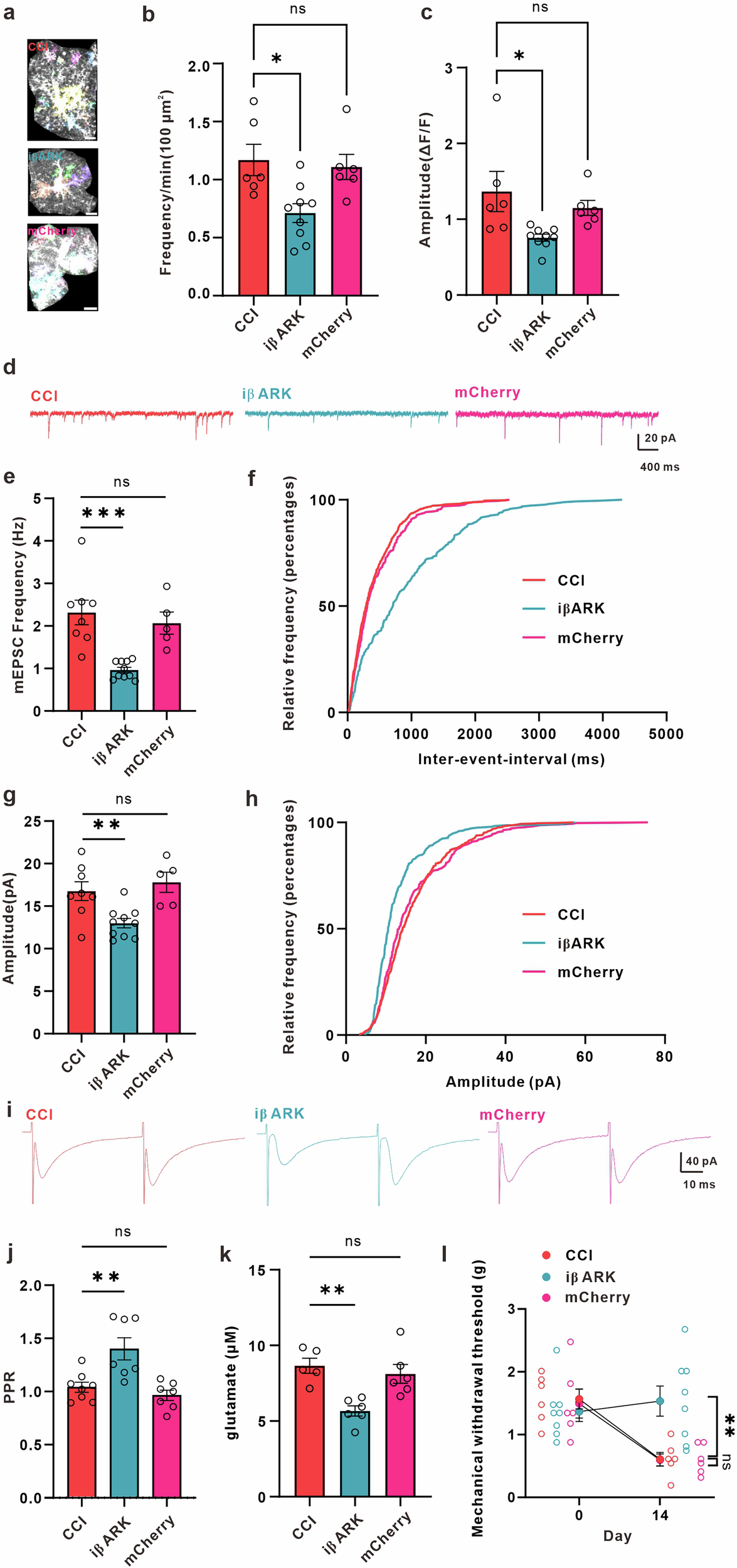 Fig. 4: iβARK decreases astrocytic Ca2+ signals, synaptic transmission, extracellular concentration of glutamate in ACC, and alleviates mechanical allodynia in neuropathic pain mice.