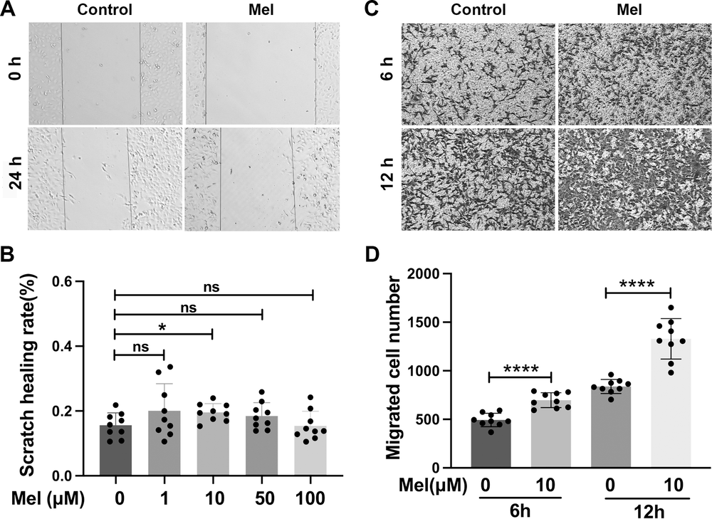 Fig. 3: HTR-8/SVneo cell migration was promoted after melatonin treatment.
