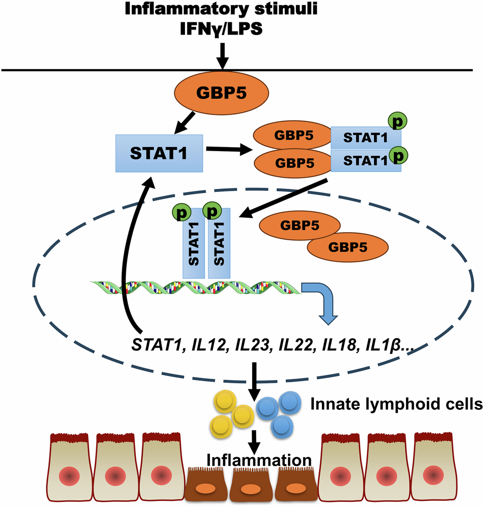 STAT1 mediates the pro-inflammatory role of GBP5 in colitis |  Communications Biology