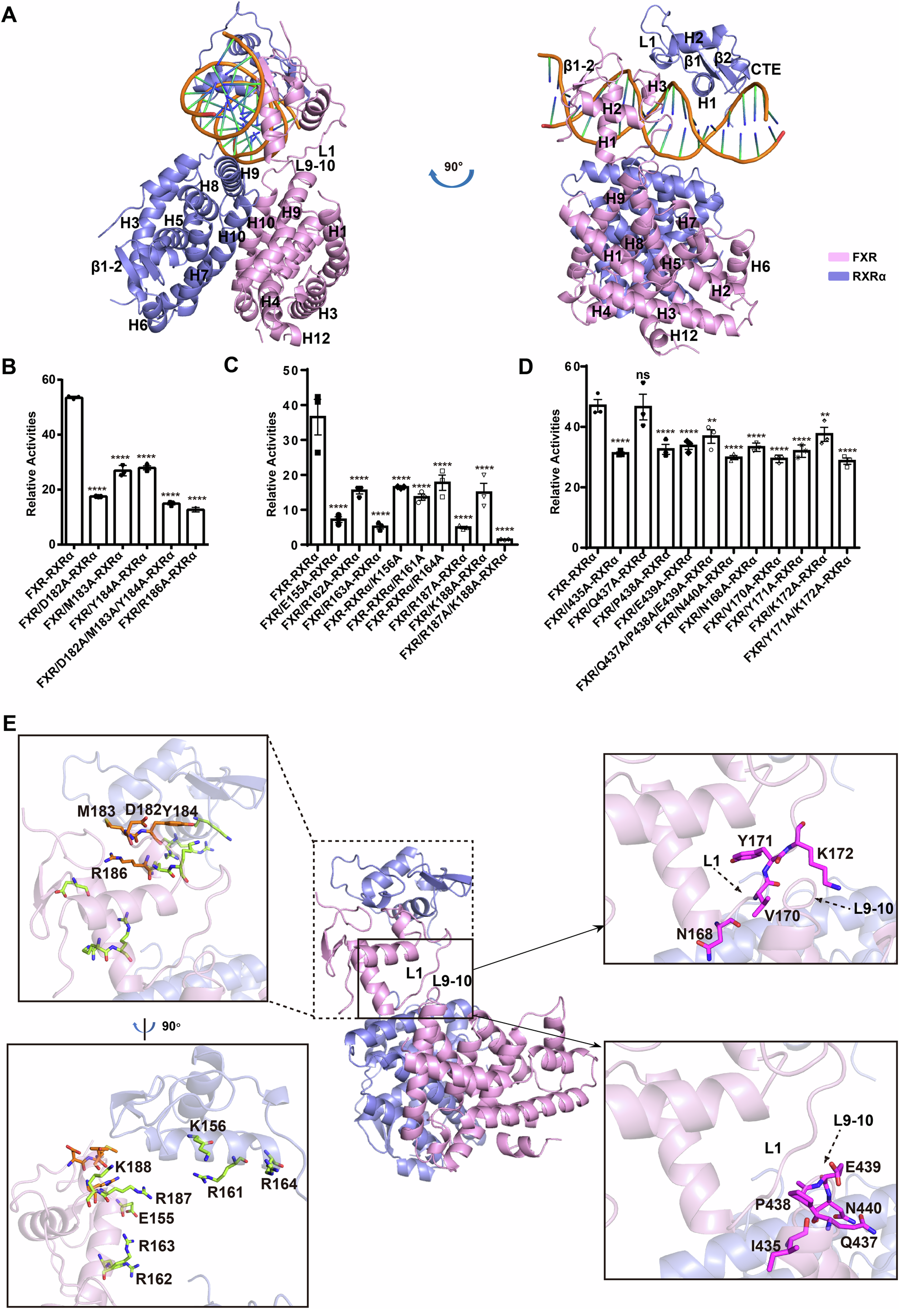 Fig. 2: Integrative modelling of the FXR-RXRα heterodimer binding to hSHP-1.