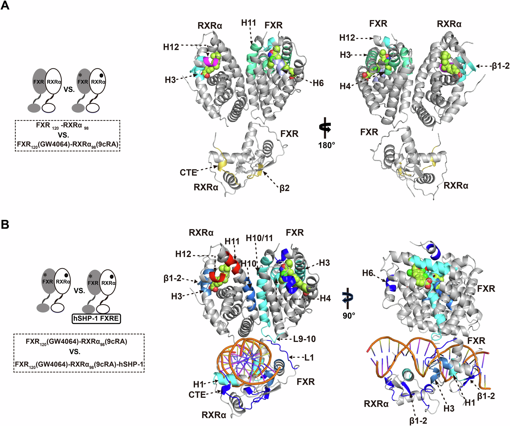 Fig. 3: Allosteric communication between the LBD and DBD of FXR-RXRα.