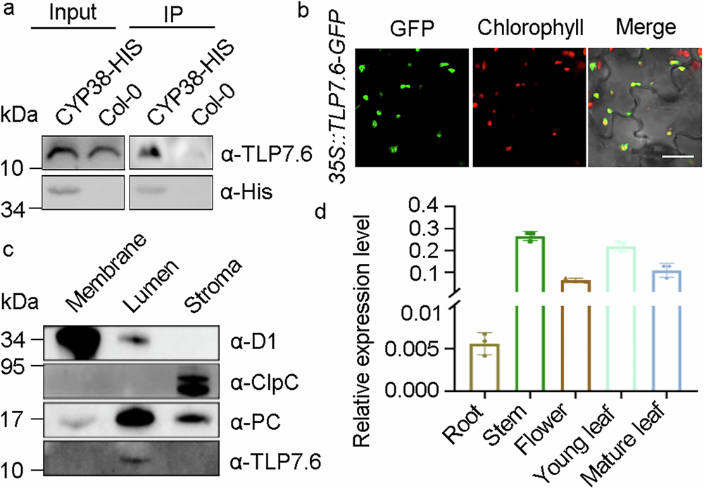 Fig. 1: Tlp7.6 interacts with CYP38 and localizes to the thylakoid lumen.