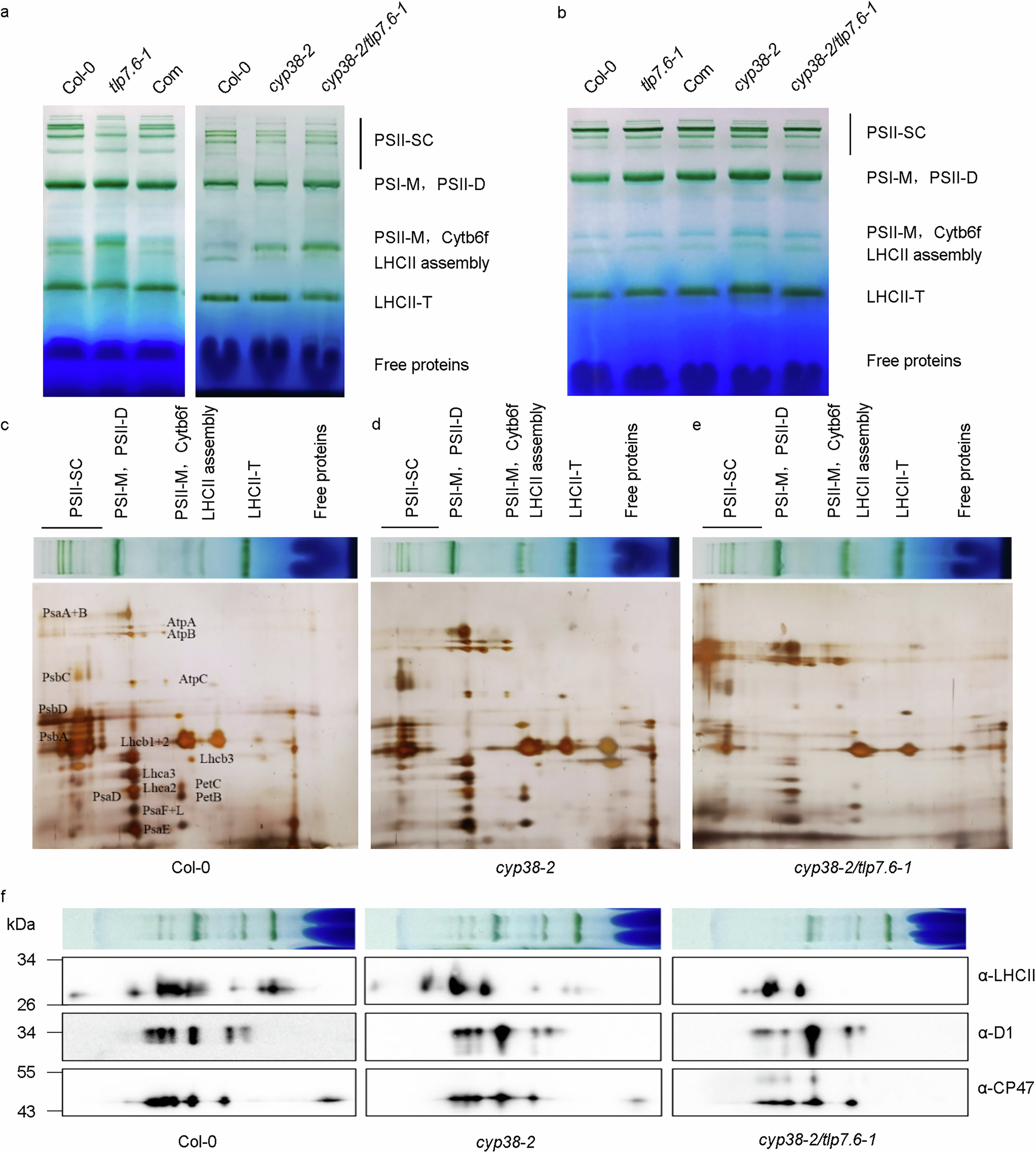 Fig. 7: BN-PAGE and analysis of thylakoid membrane complexes via 2D SDS-PAGE.