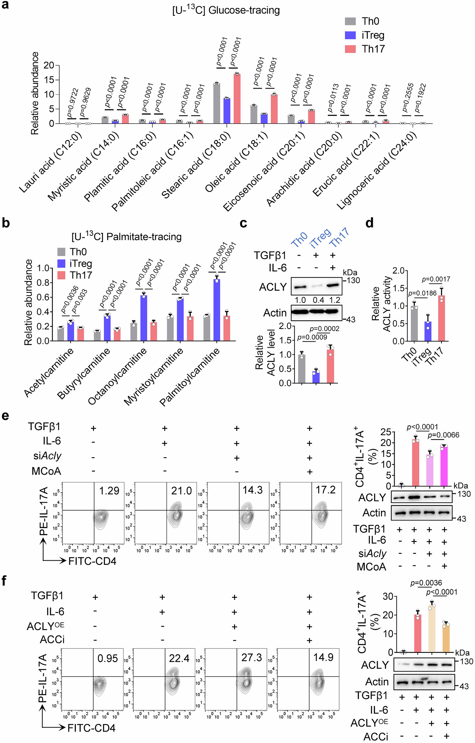 Fig. 1: ACLY-mediated FAS is crucial for IL-6-induced Th17 differentiation.