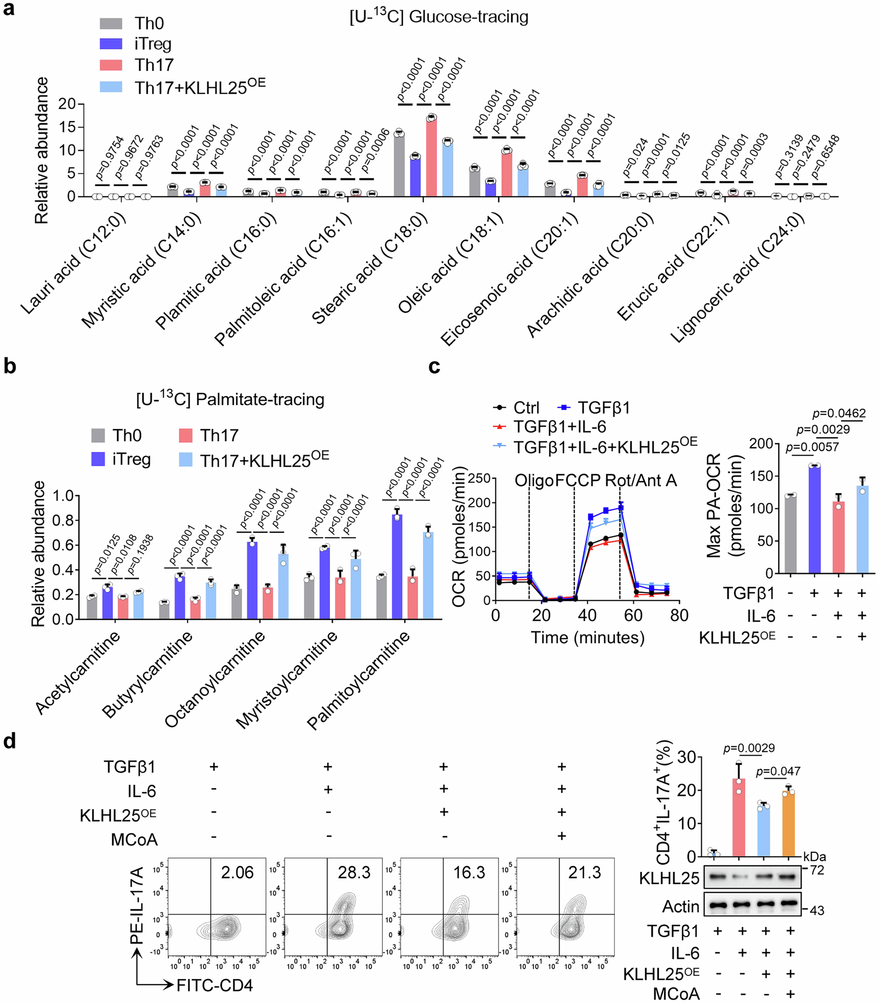 Fig. 3: KLHL25 overexpression inhibits IL-6-induced FAS and Th17 differentiation.