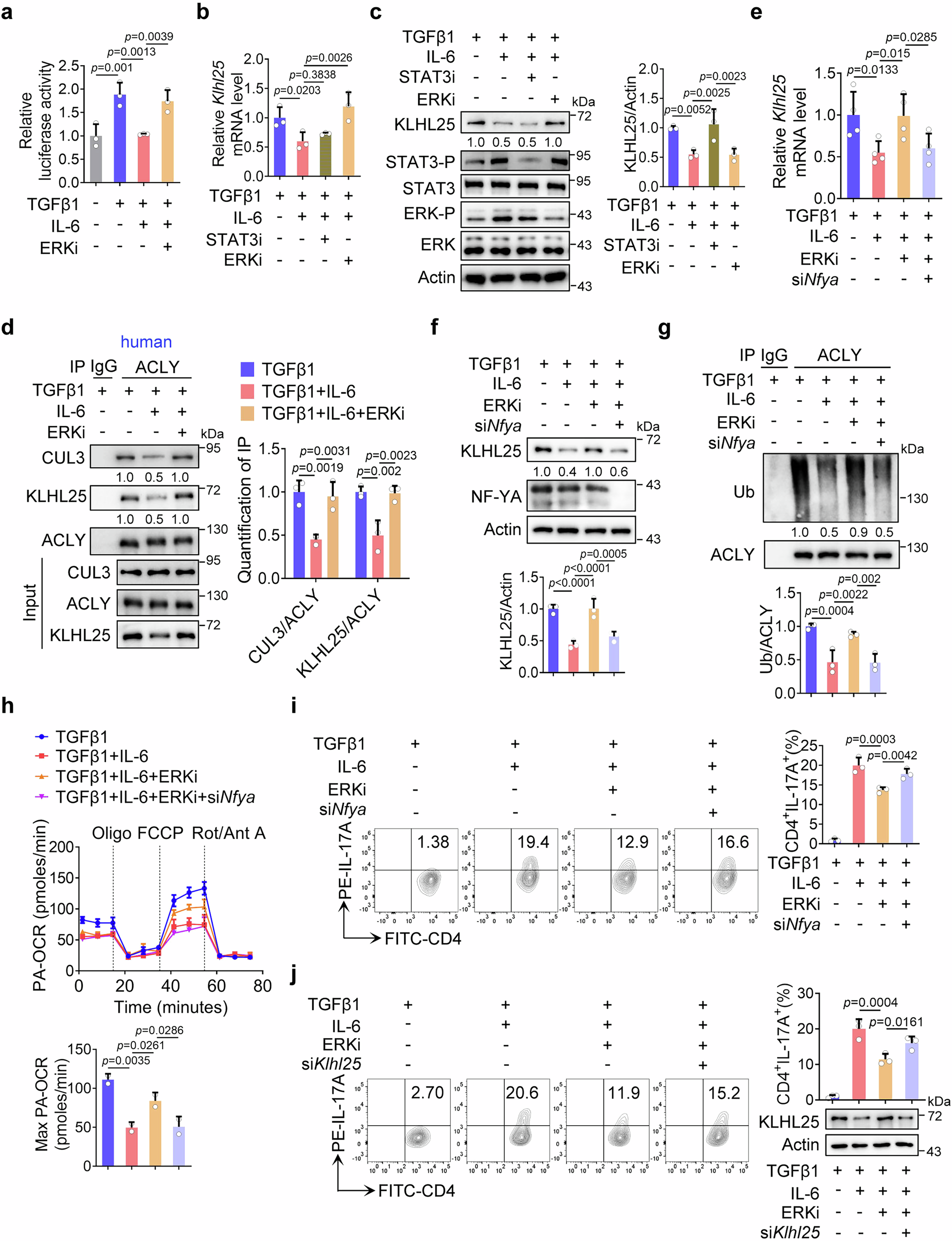 Fig. 7: Inhibition of NF-YA by IL-6-activated ERK accounts for the reduction of ACLY ubiquitination and then Th17 differentiation.