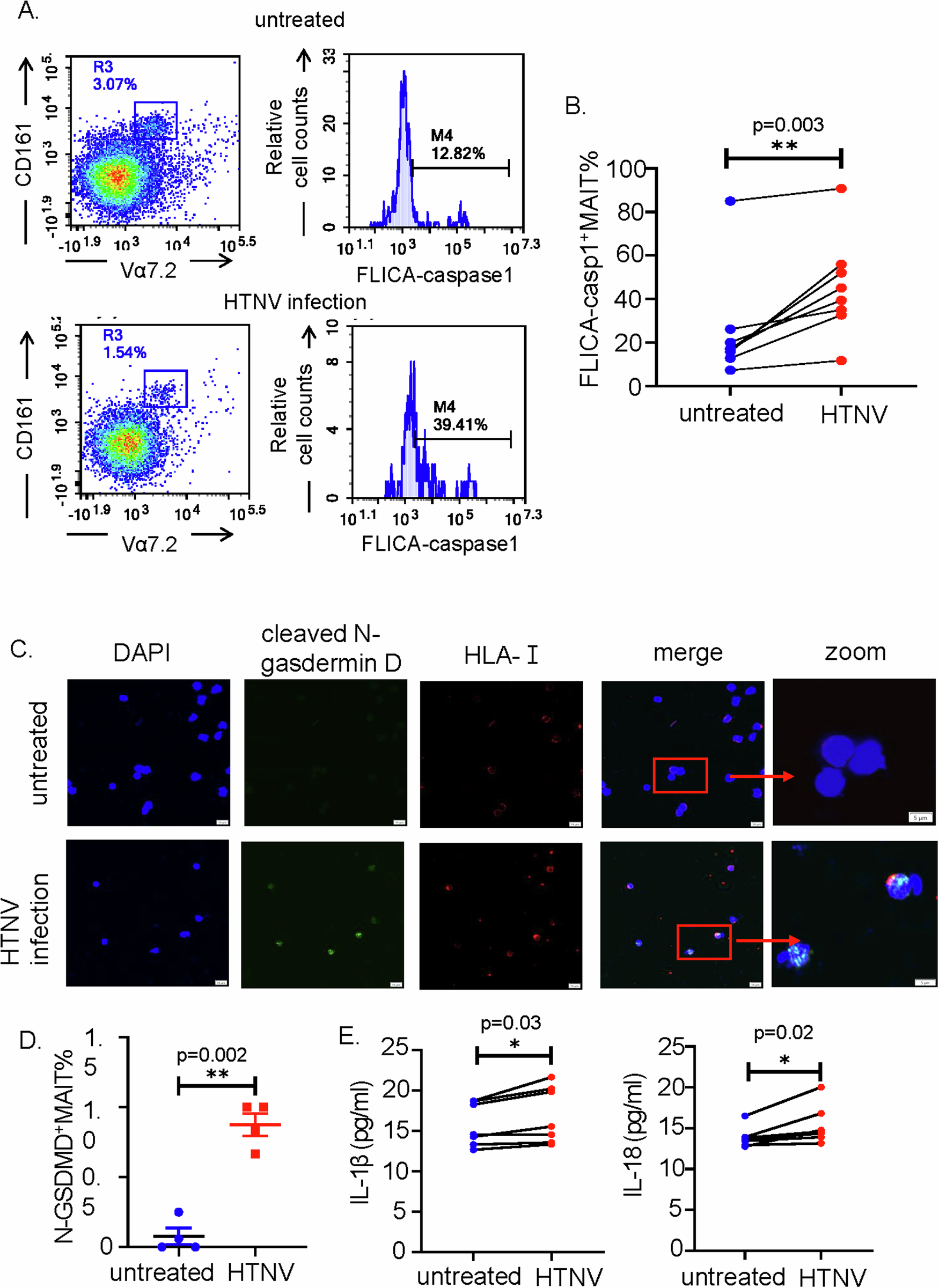 Fig. 5: In vitro HTNV infection induced pyroptosis of MAIT cells.