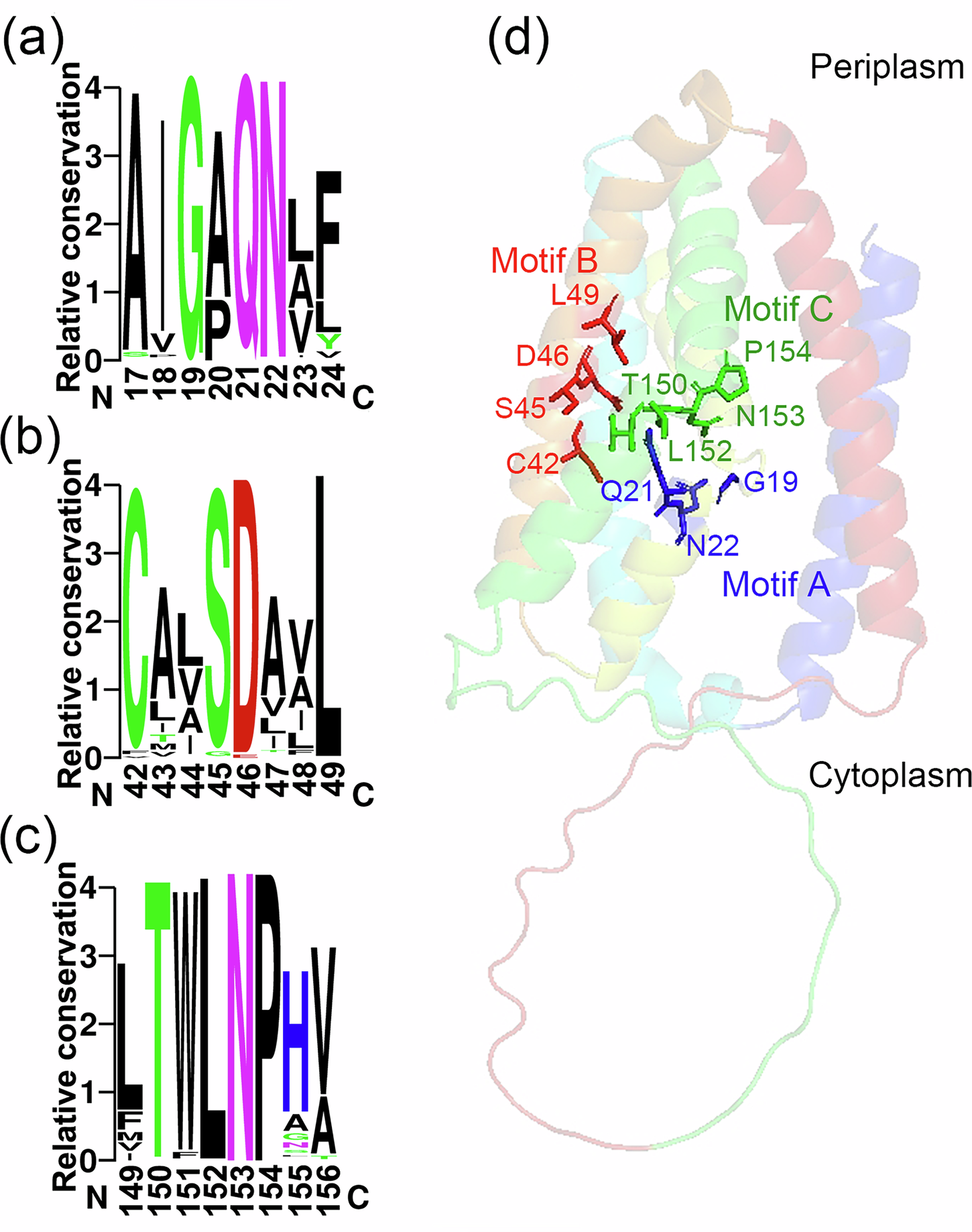 Fig. 3: Conserved motifs and residues of LysE.