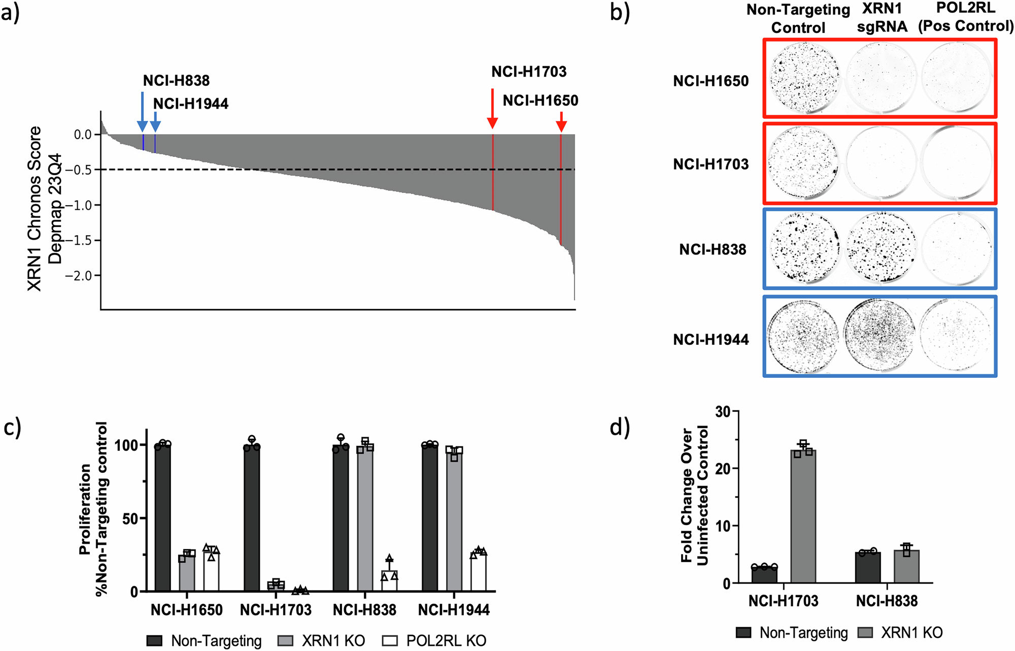 Fig. 1: XRN1 is required for proliferation of a subset of cancer cell lines.