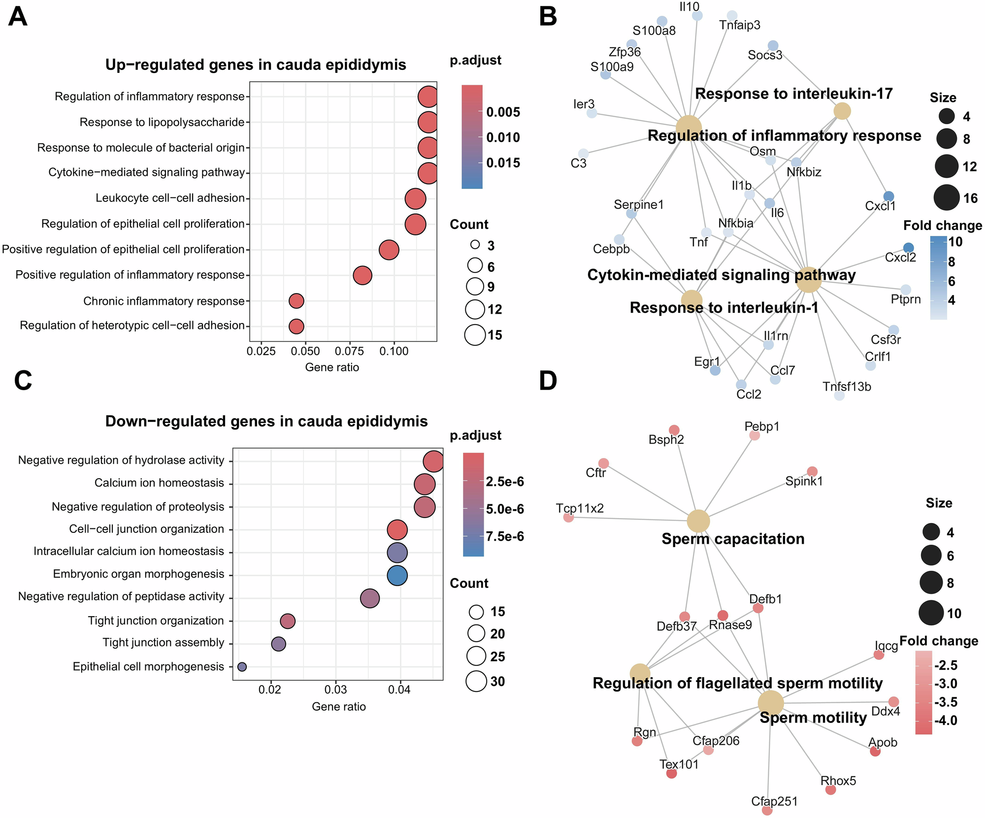 Fig. 4: Functional enrichment analysis of cauda epididymis.