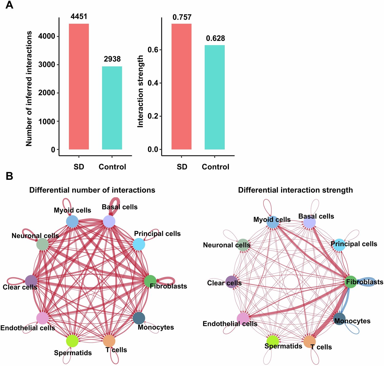 Fig. 7: Analysis of cell-cell communication in the cauda epididymis.