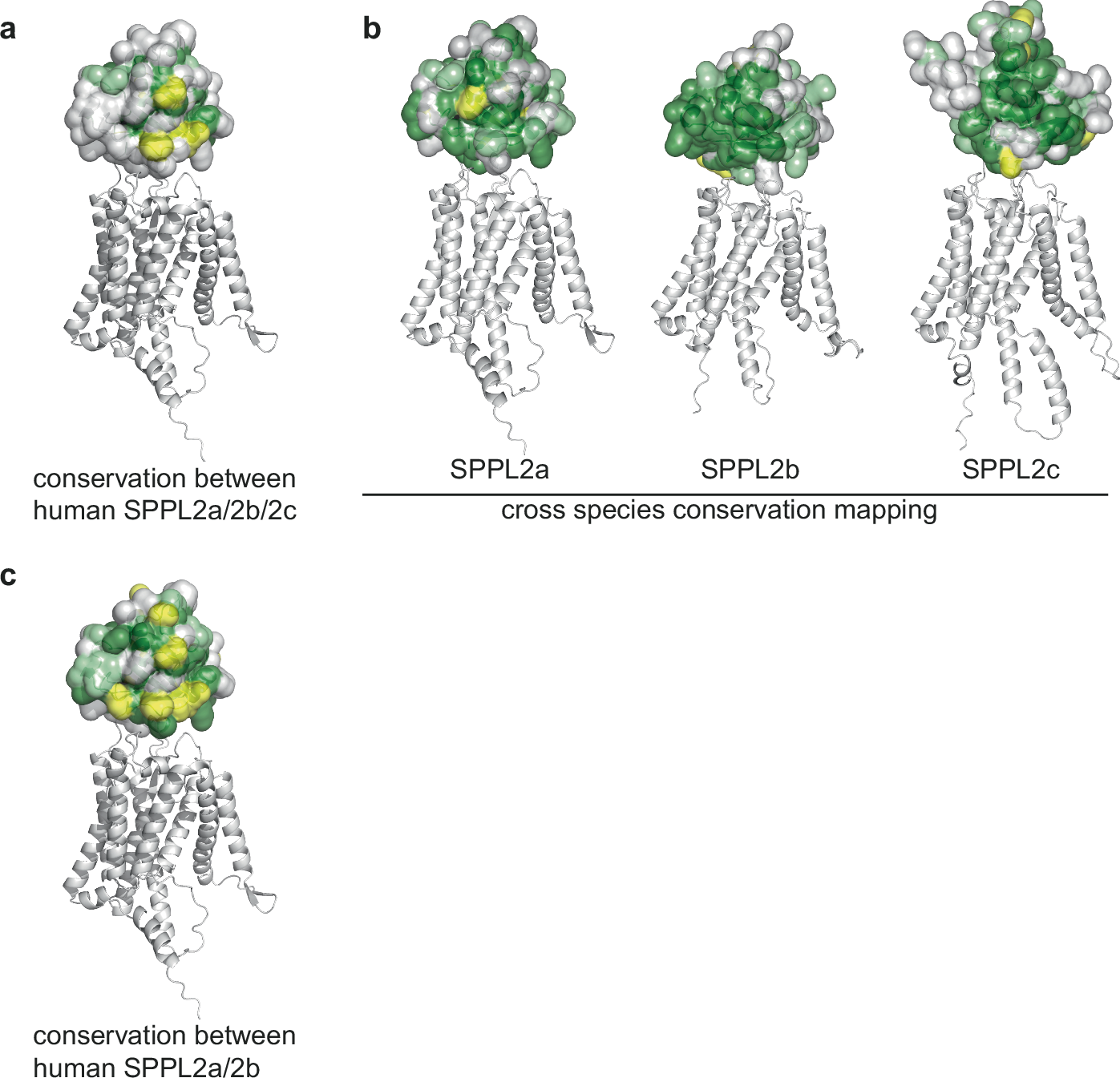 Fig. 1: Conservation analysis of the SPPL2 PA domains.