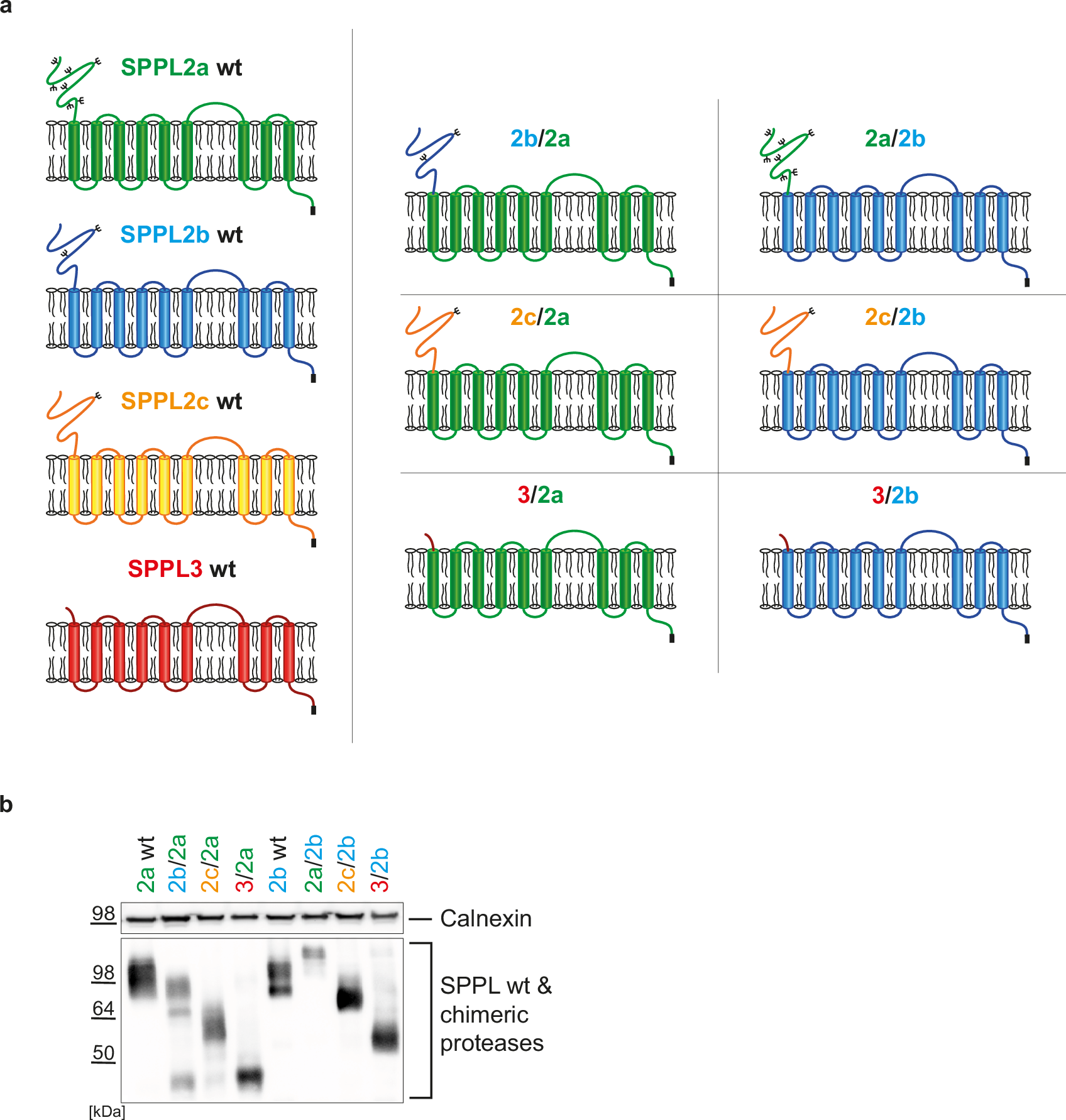 Fig. 2: Chimeric SPPL proteases.