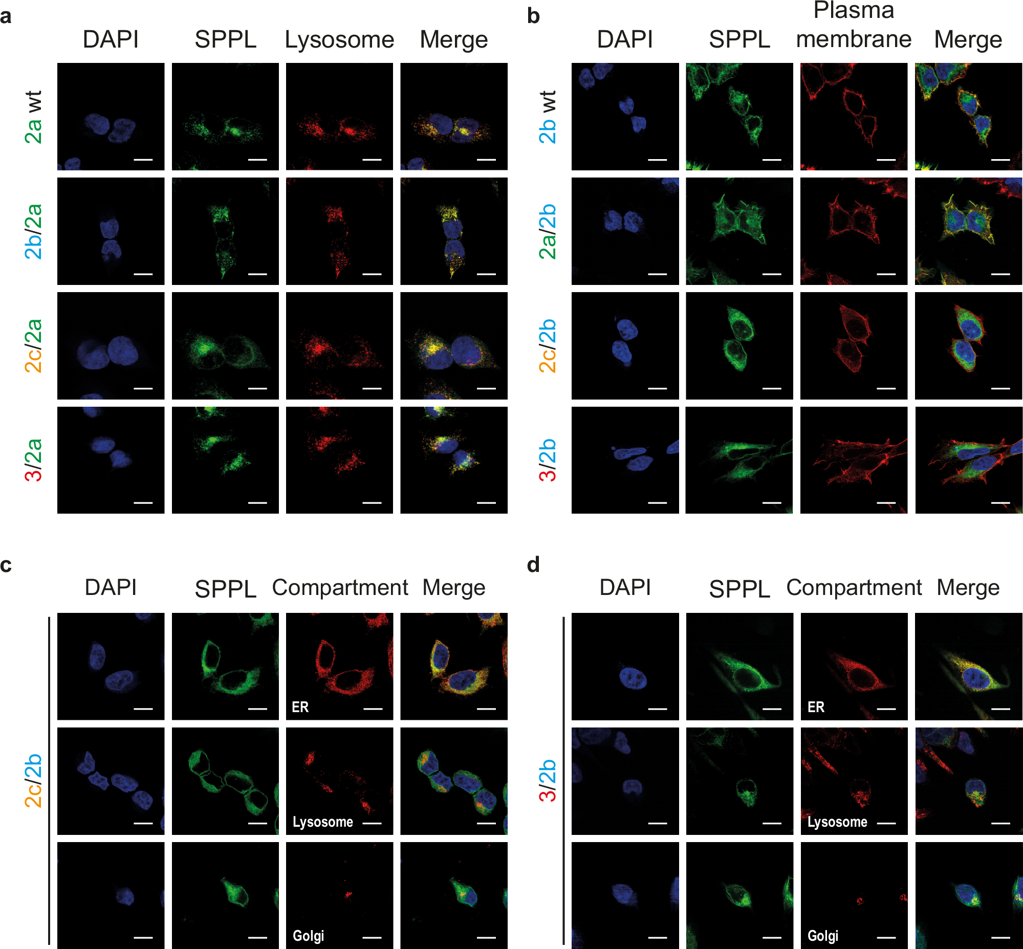Fig. 3: Subcellular localization of chimeric proteases.