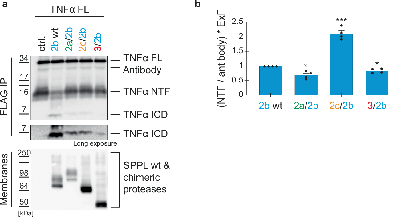Fig. 5: In vitro cleavage of TNFα NTF generated from TNFα FL by SPPL2b chimeric proteases.