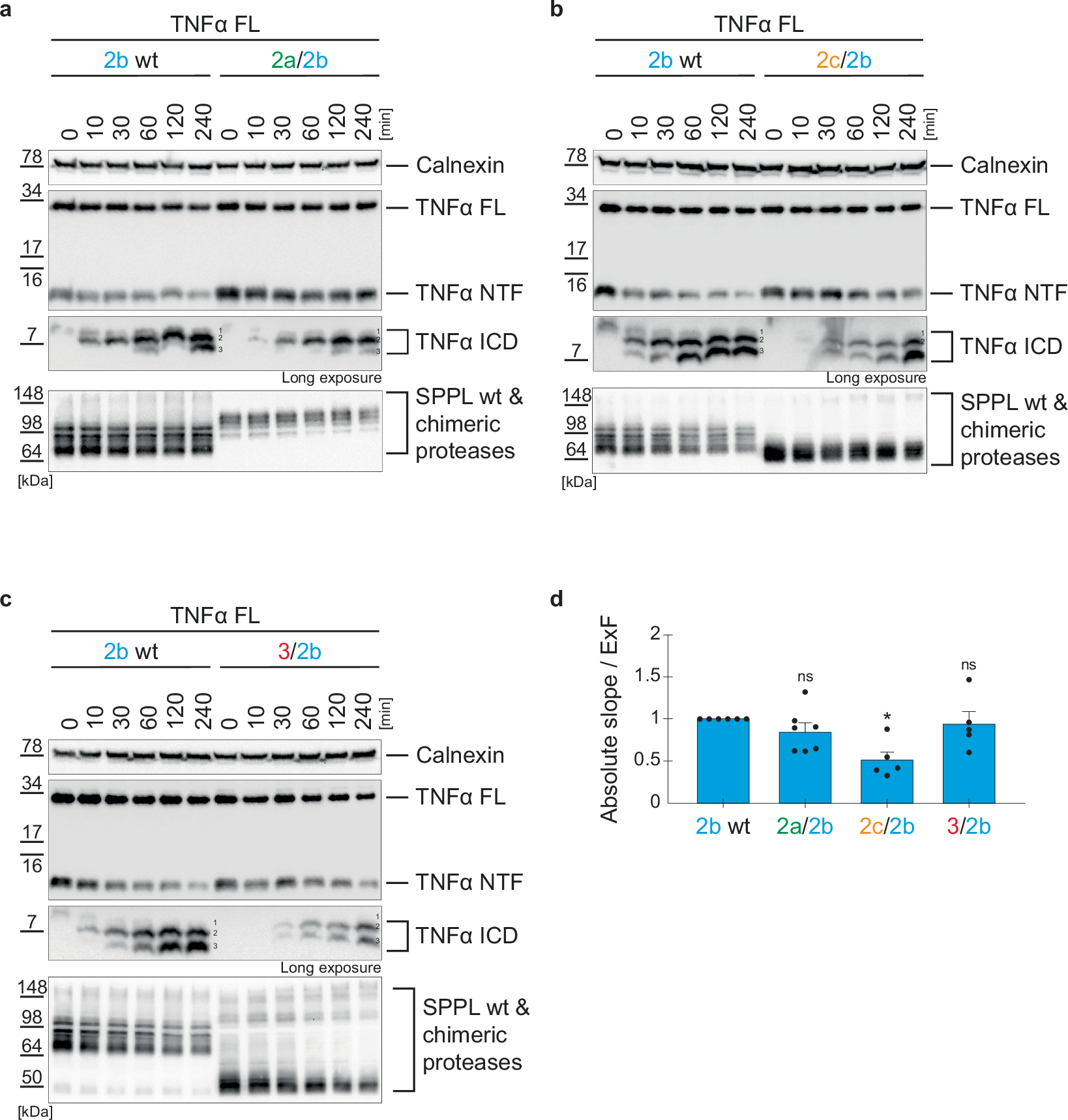 Fig. 7: Kinetics of TNFα turnover by SPPL2b chimeras.