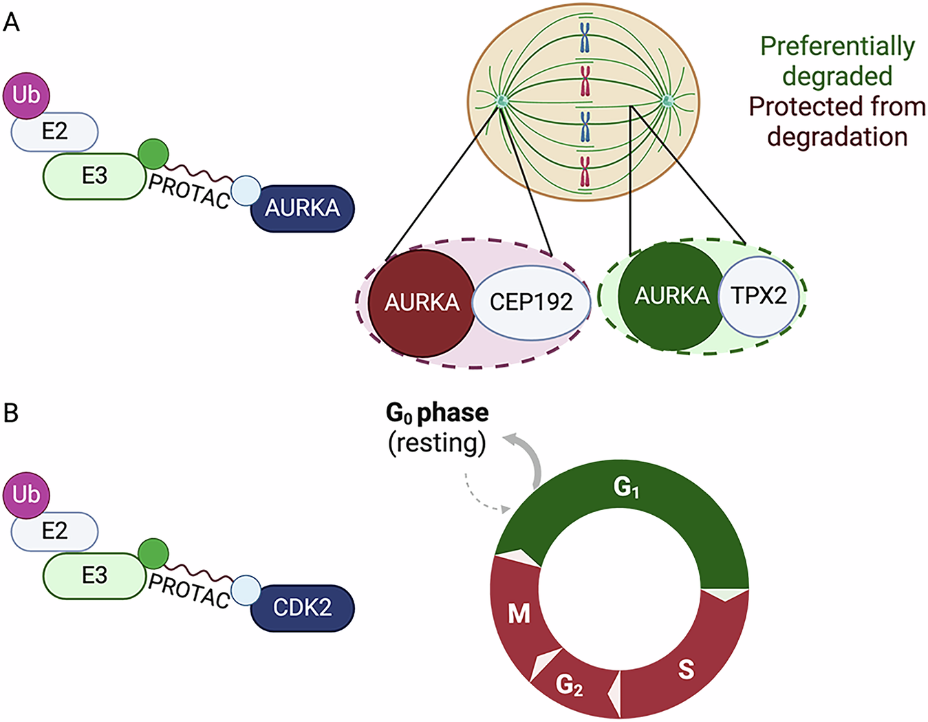 Fig. 2: Schematic showing examples of spatiotemporal influence on PROTAC activity.