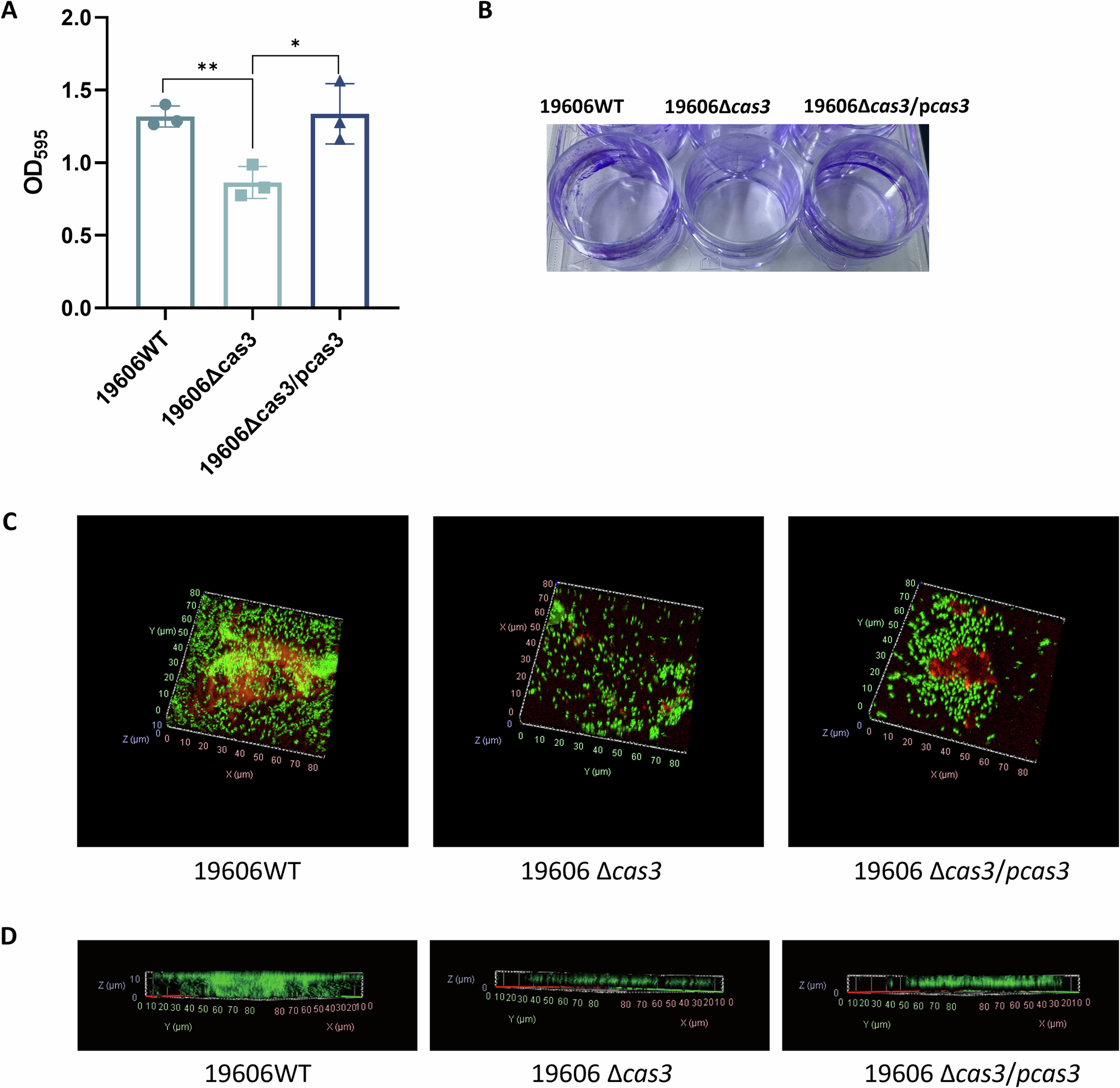 Fig. 3: Effect of cas3 gene on biofilm formation of A. baumannii.