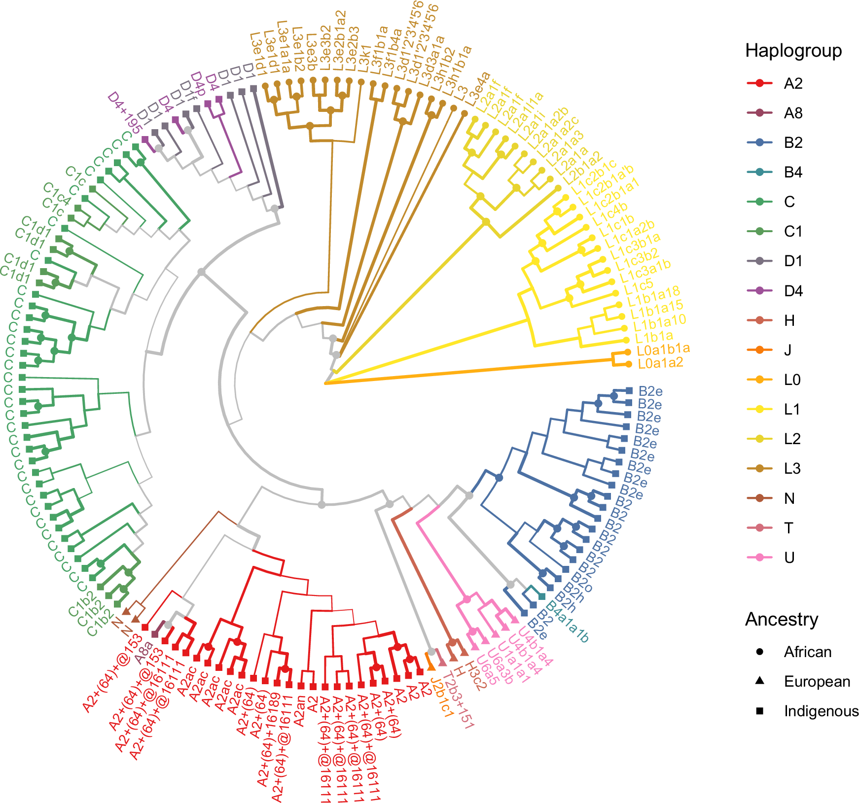 Fig. 3: Maximum parsimony phylogenetic tree.