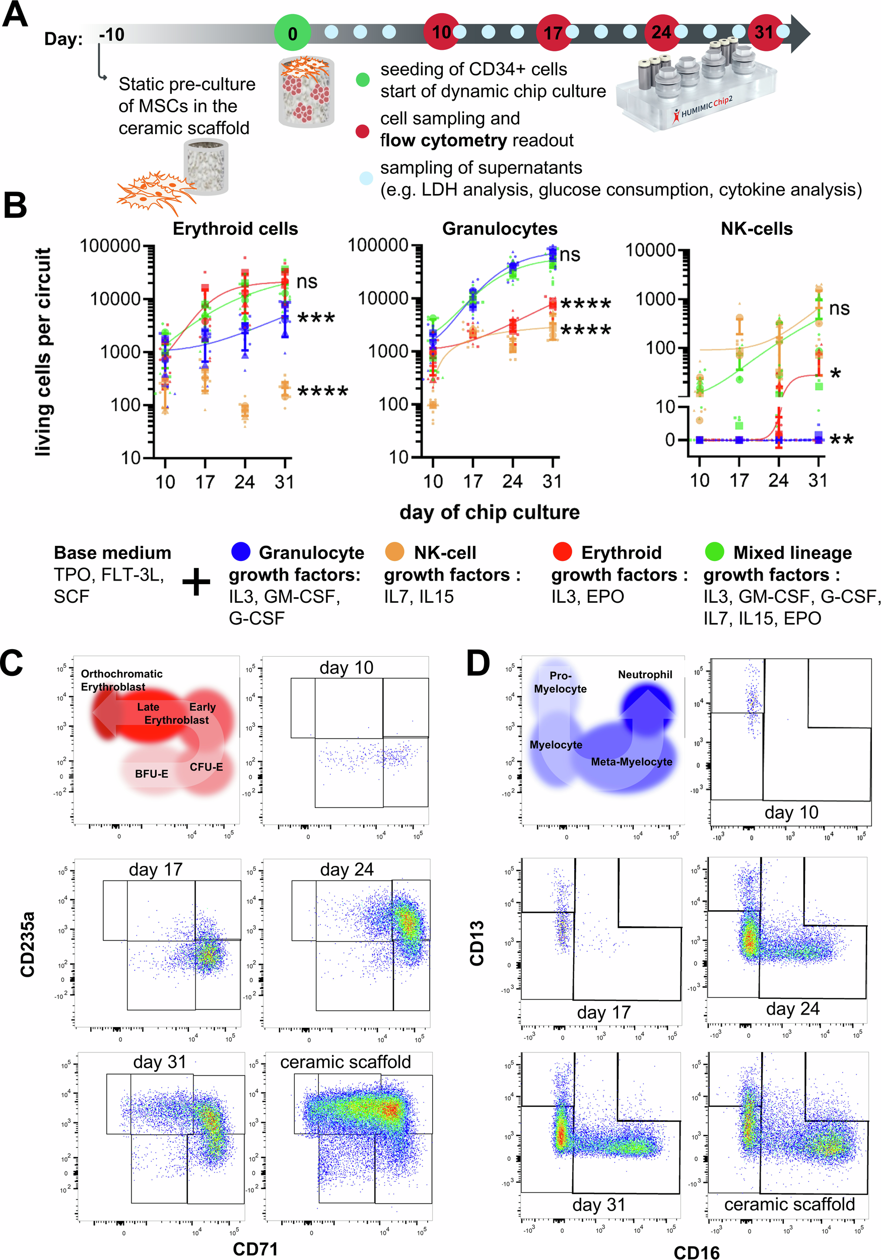 Fig. 2: Differentiation of CD34+ HSPCs in the HUMIMIC Chip2 over time upon stimulation with different growth factor combinations.