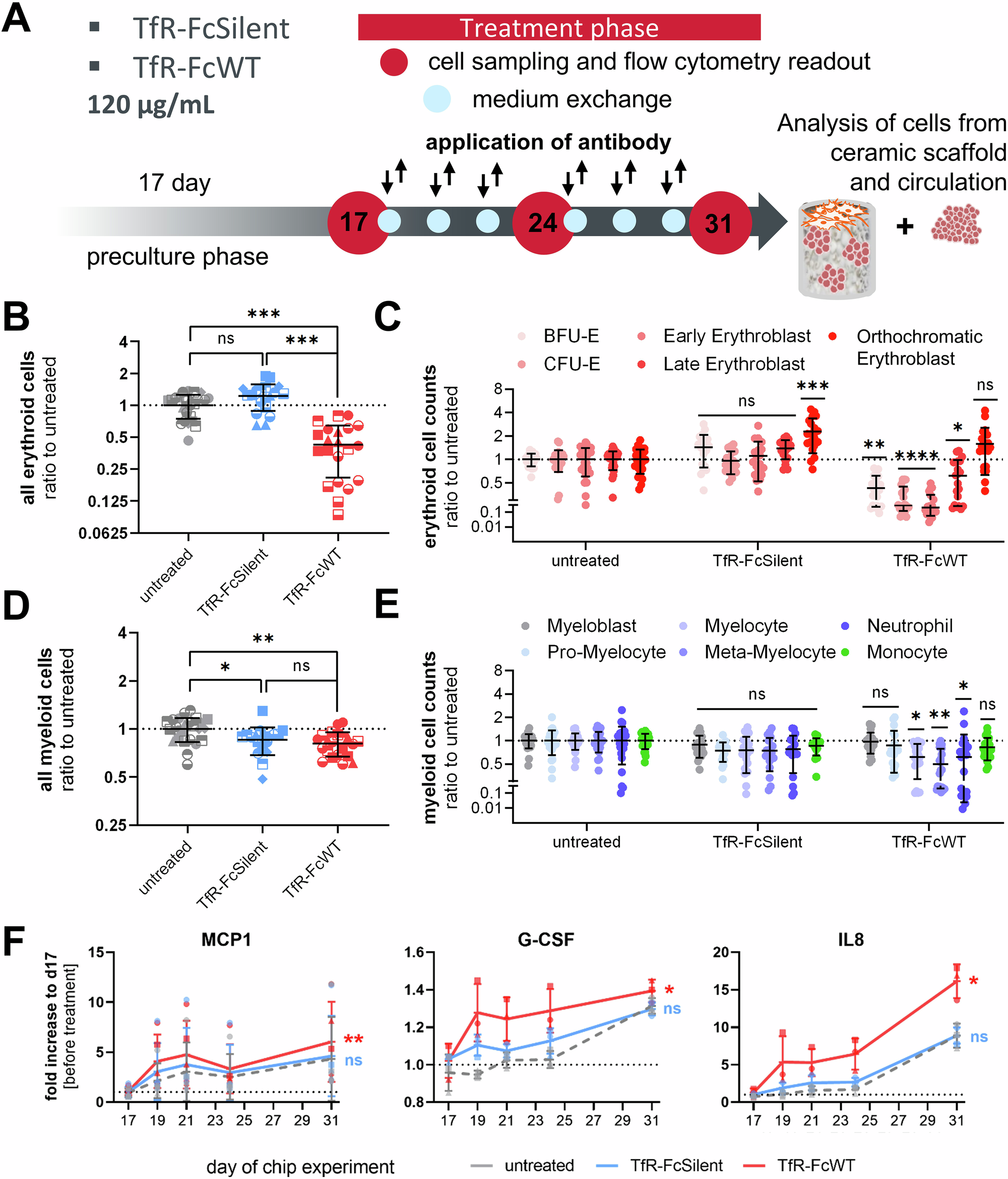 Fig. 5: Significant reduction of erythroid lineage output upon treatment with a FcWT anti-Transferrin receptor antibody.