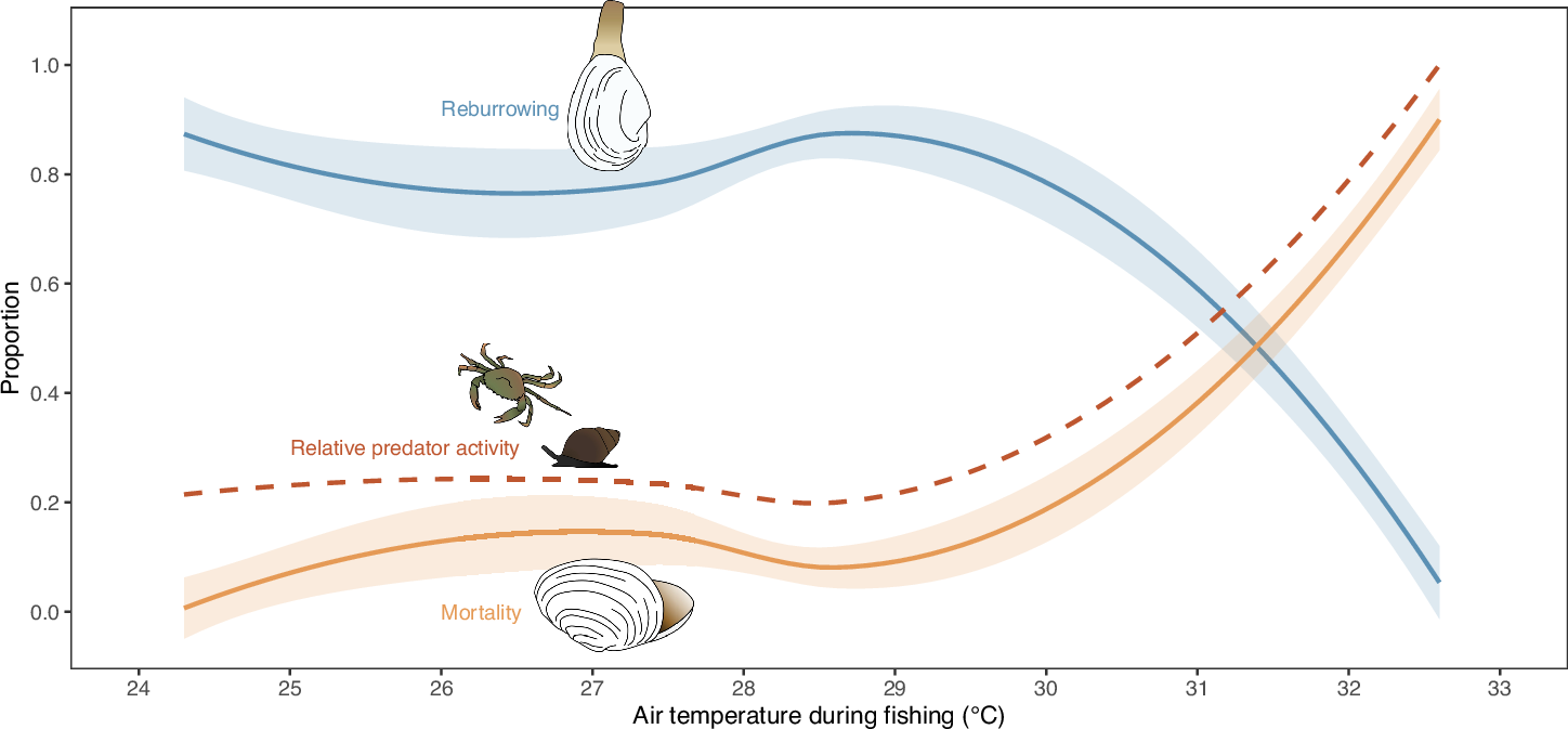 Fig. 4: Predicted relationships with air temperature during fishing for clam reburrowing, clam mortality, and predator activity.