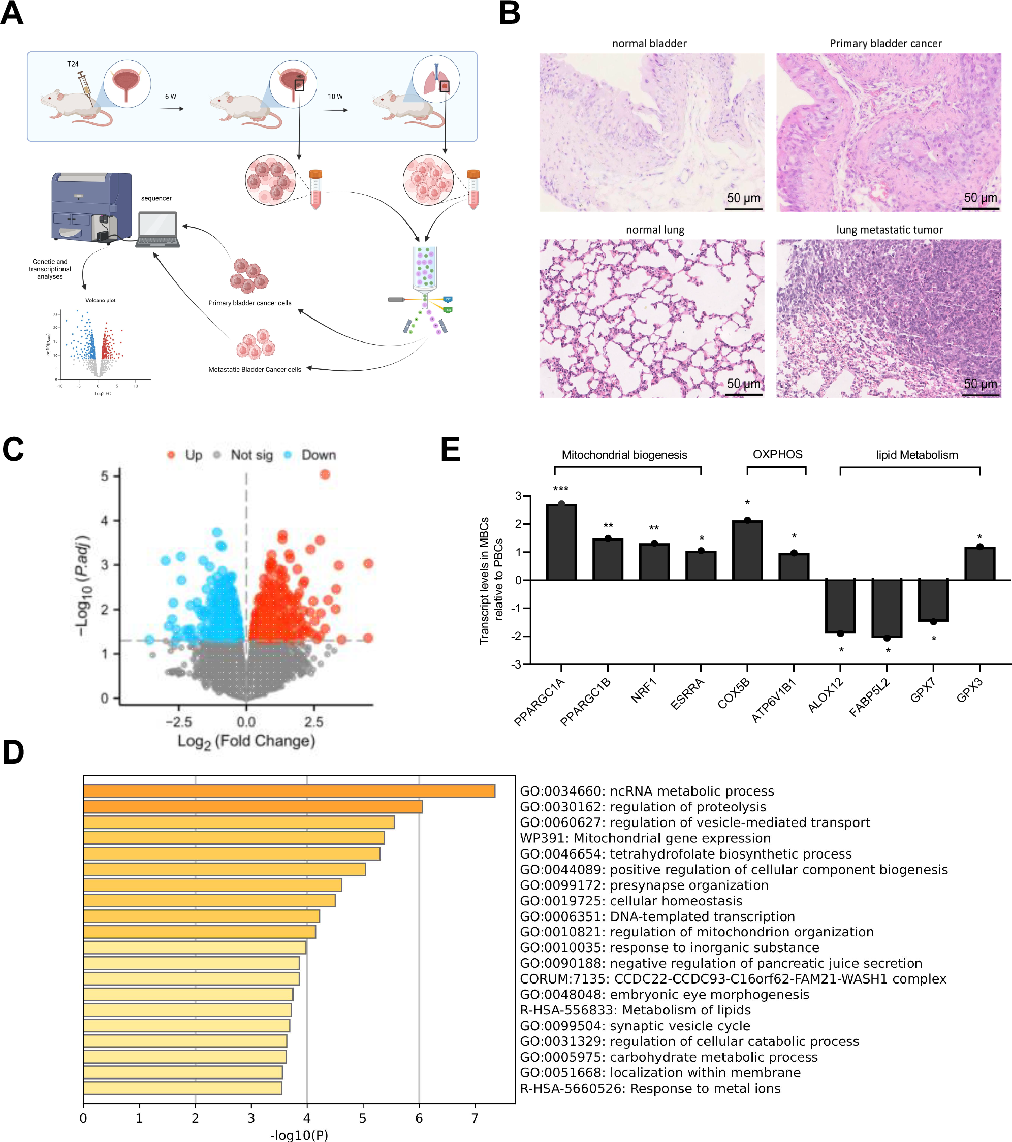 Nanoparticle-mediated targeting of PGC-1 reveals critical metabolic pathways in bladder cancer metastasis | Communications Biology Nanoparticle-mediated targeting of PGC-1 reveals critical metabolic pathways in bladder cancer metastasis | Communications Biology