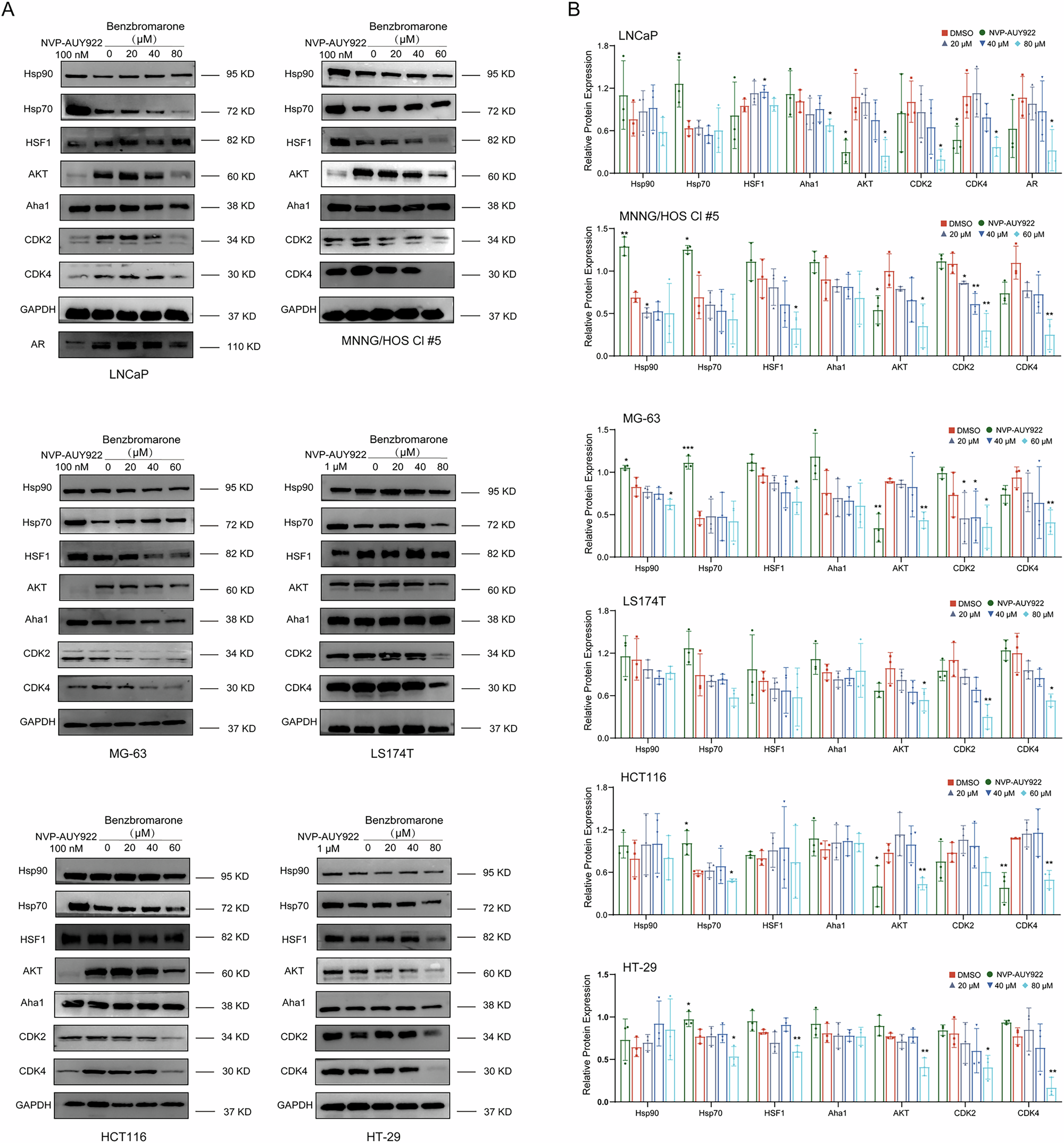 Fig. 7: The immunoblotting data indicates that Benzbromarone destabilizes Hsp90’s client proteins.