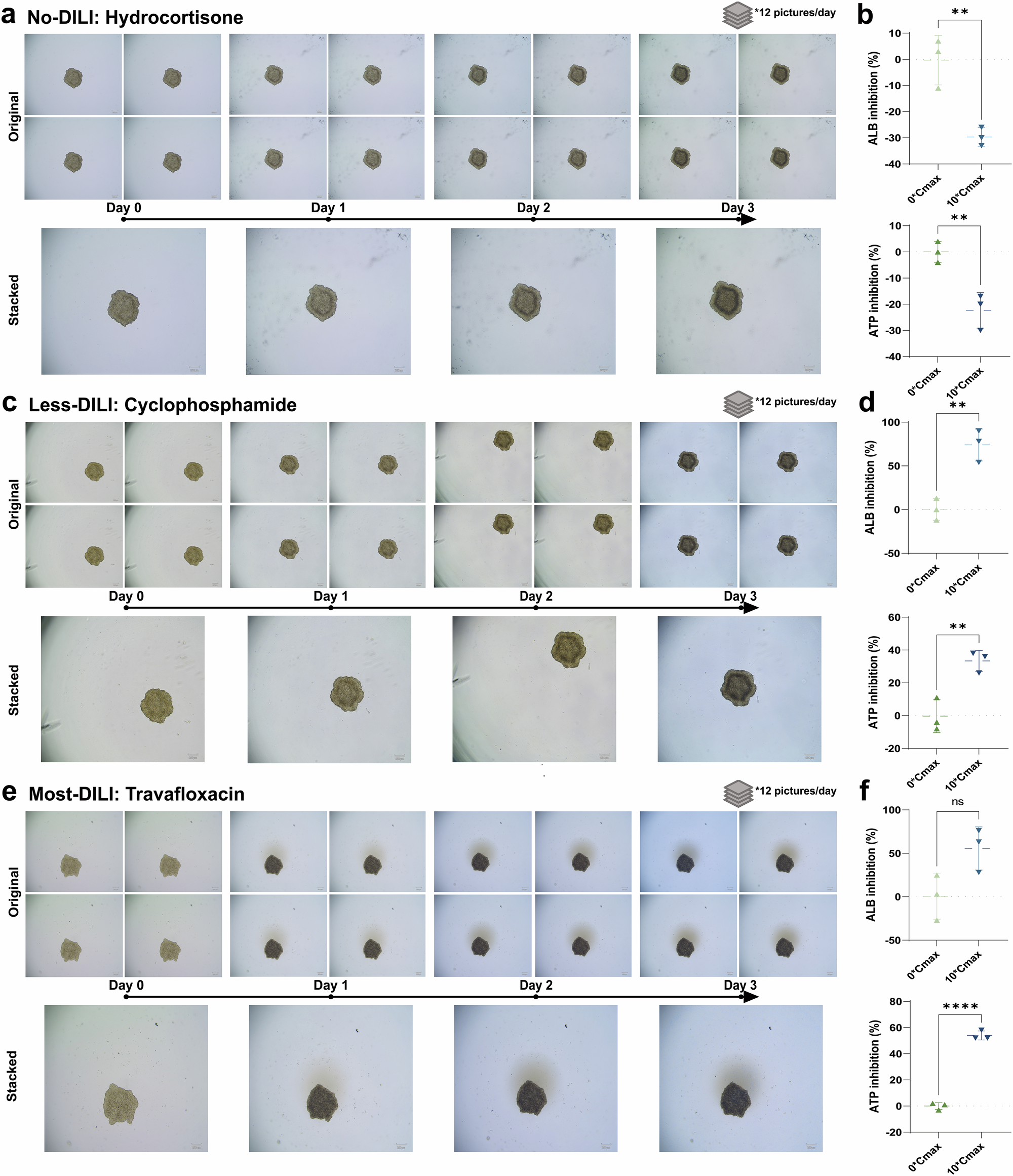 Fig. 3: DILI toxicity testing platform based on HepG2 spheroid models.