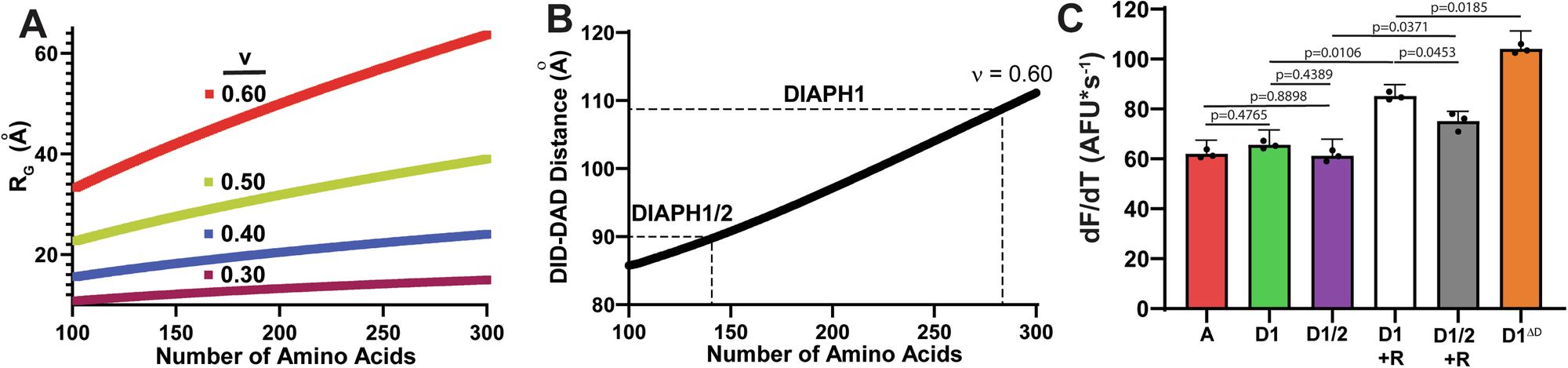 Fig. 3: Interdomain persistent length modulates DIAPH1 activity.