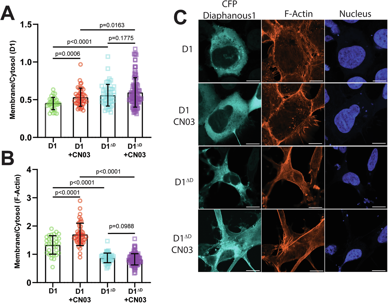Fig. 4: Autoinhibition mediates localization and activity of DIAPH1 and F-actin.