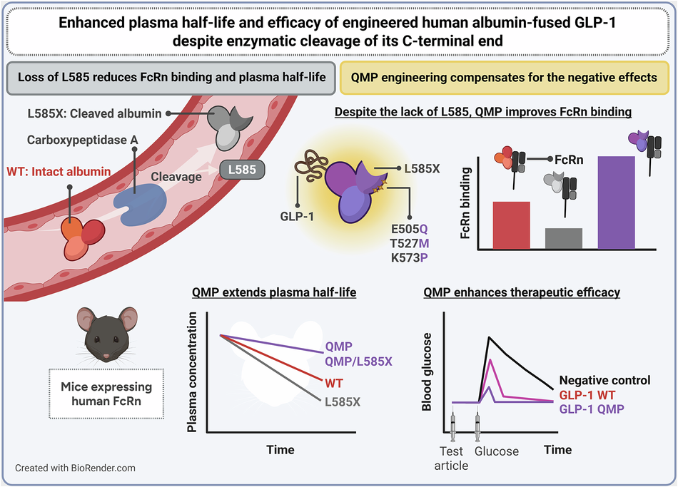 can you donate plasma on glp 1 Enhanced plasma half-life and efficacy of engineered human albumin-fused GLP -1 despite enzymatic cleavage of its C-terminal end