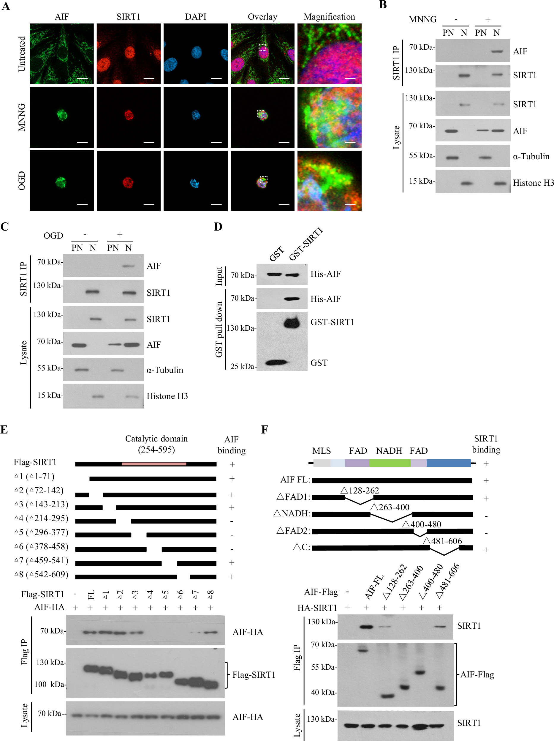 Fig. 2: SIRT1 interacts with AIF in the nucleus.