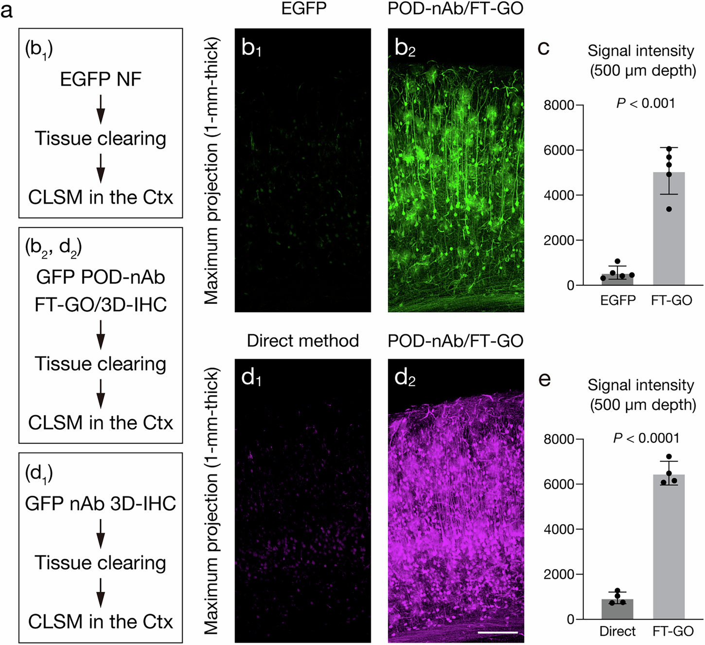 Fig. 5: Signal amplification with POD-nAb/FT-GO in 3D imaging.