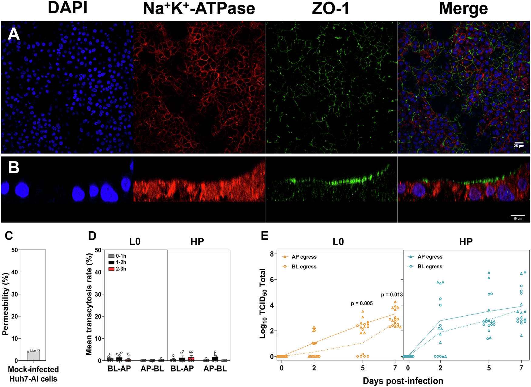 Fig. 6: Vectorial release of HAV from polarized hepatocytes.